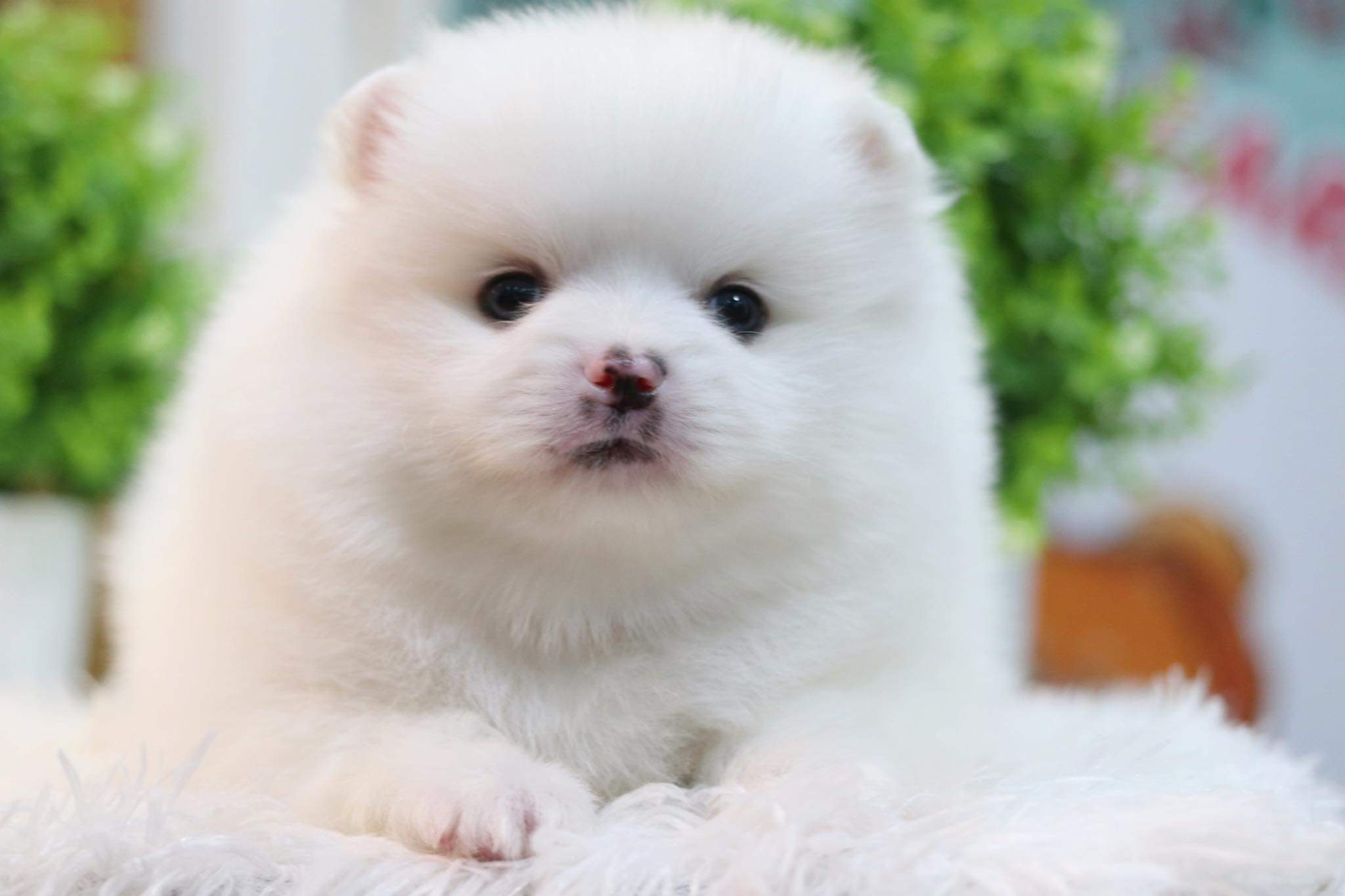 ปอมเมอเรเนียน เพศผู้