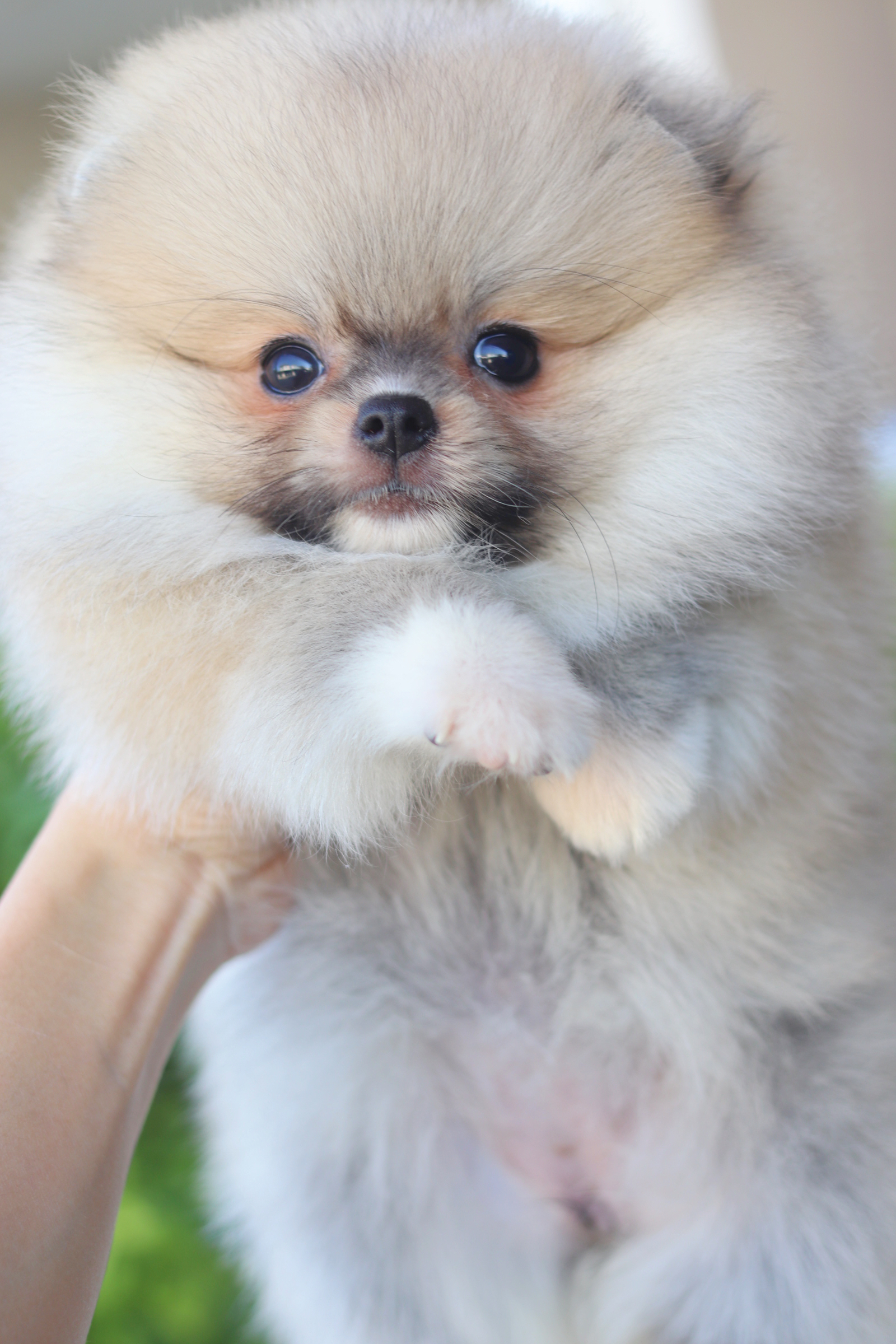 ปอมเมอเรเนียน เพศเมียสีส้ม