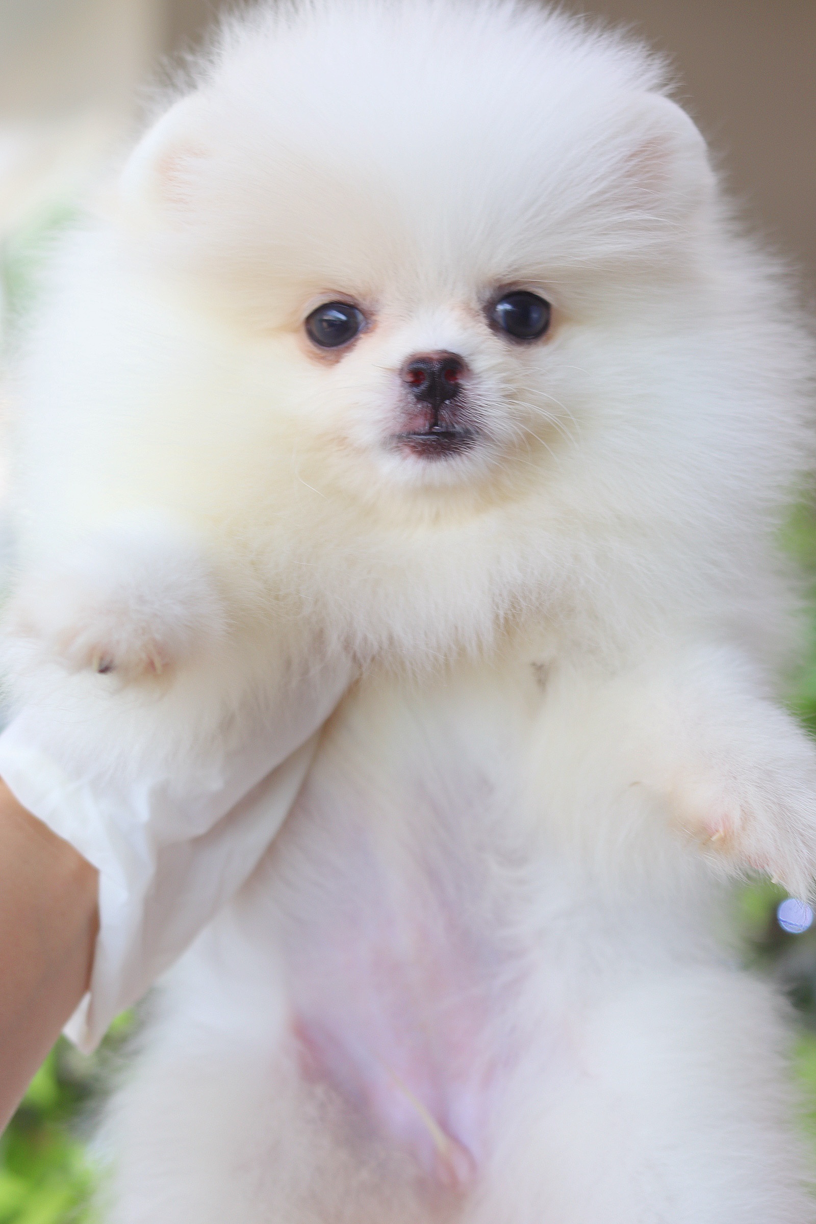 ปอมเมอเรเนียน เพศเมียสีขาวครีม