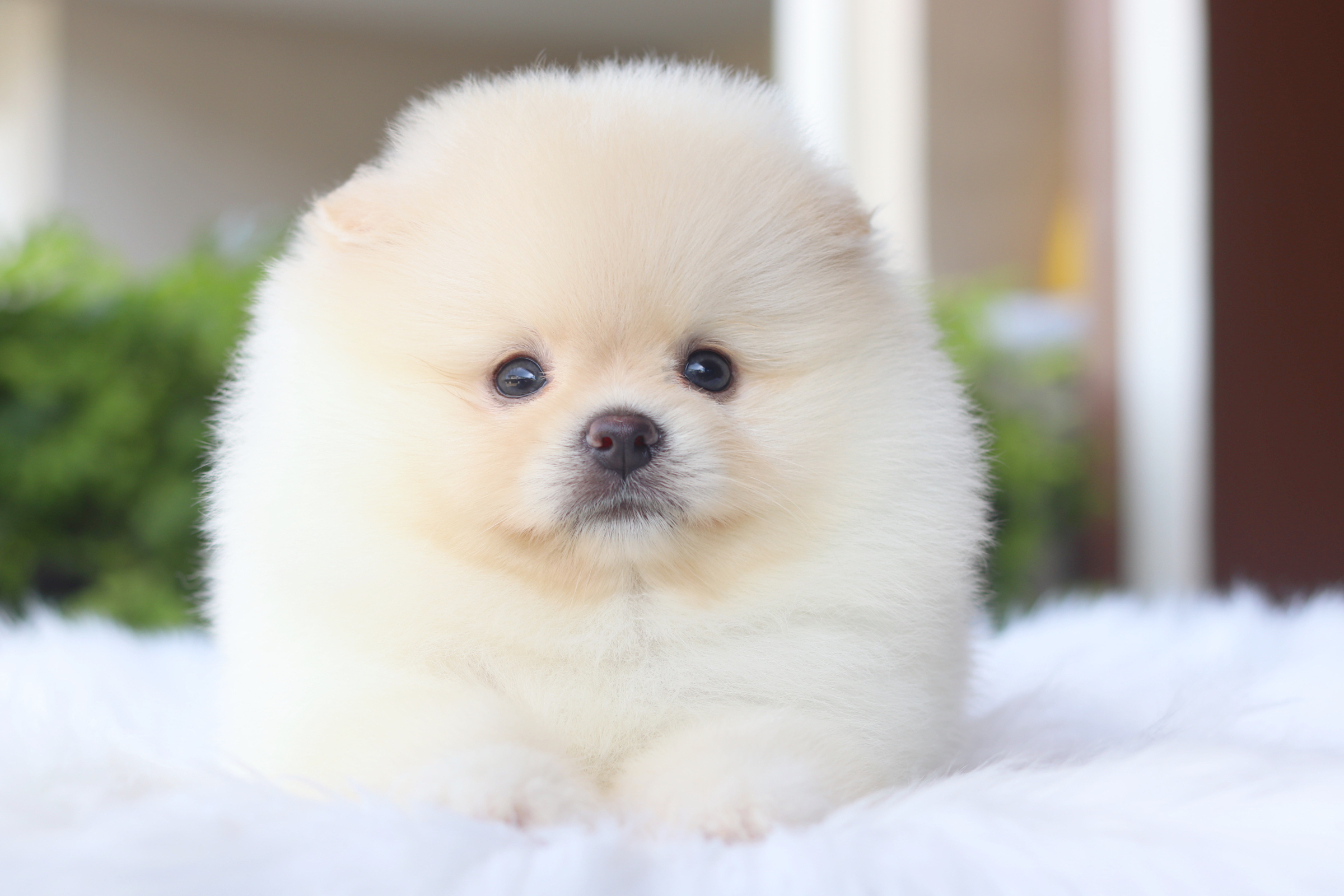 ปอมเมอเรเนียน เพศผู้ สีขาวครีม