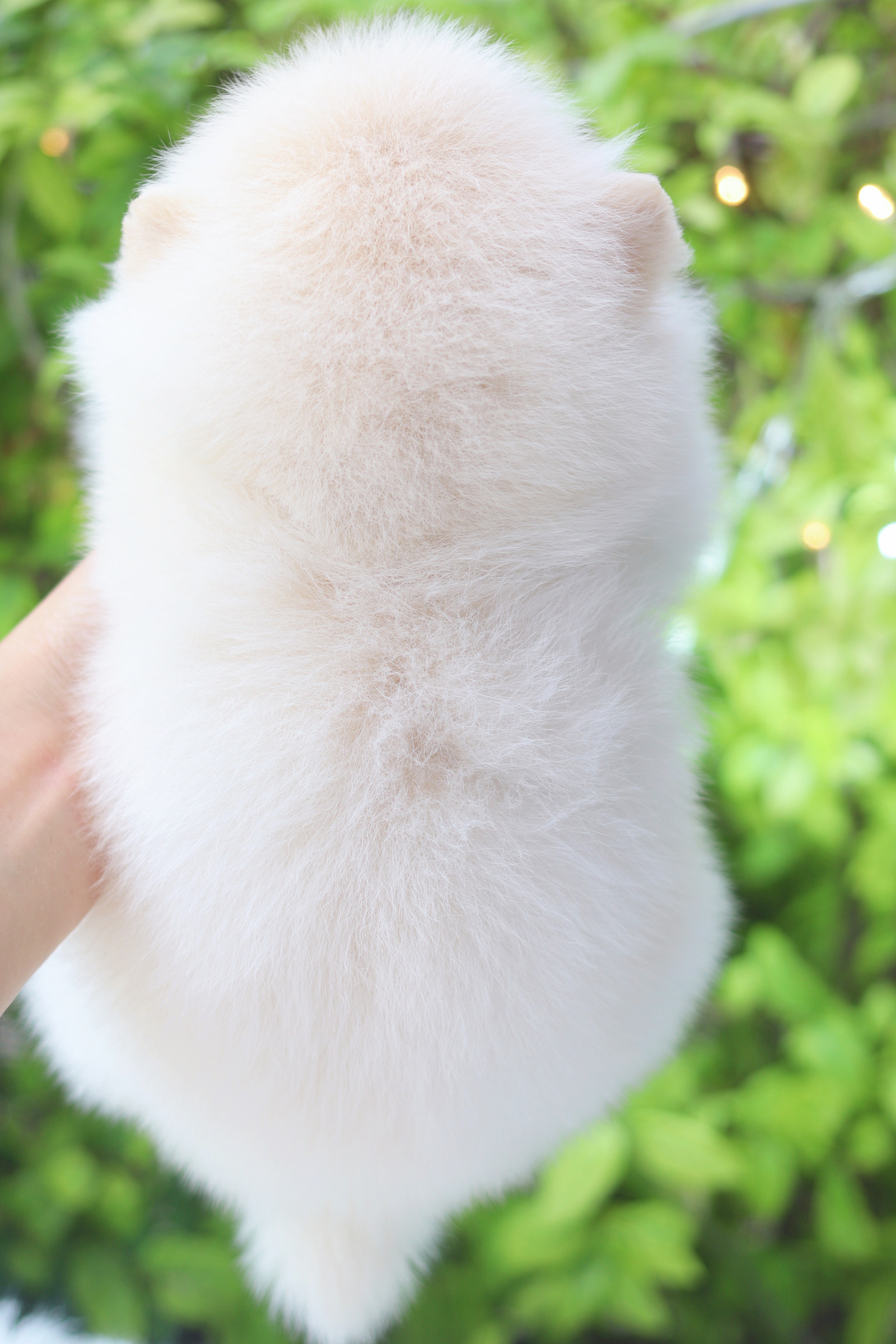 ปอมเมอเรเนียน เพศเมียสีขาวครีม