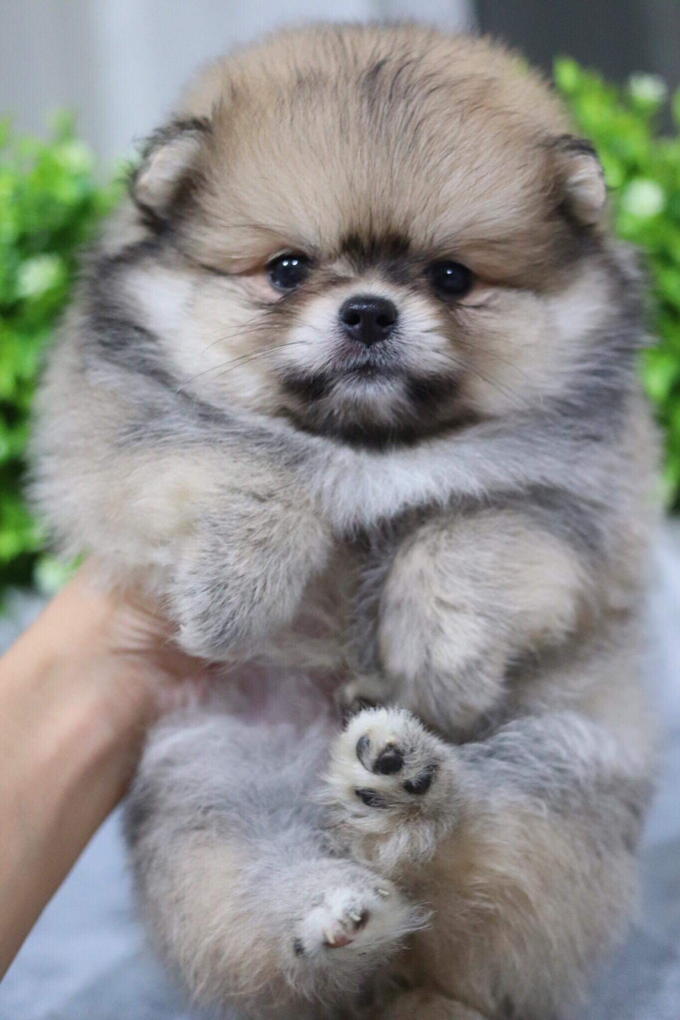 ปอมเมอเรเนียน เพศผู้