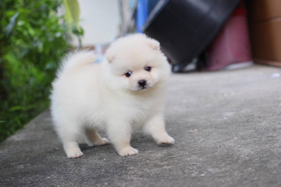 ปอมเมอเรเนียน เพศผู้