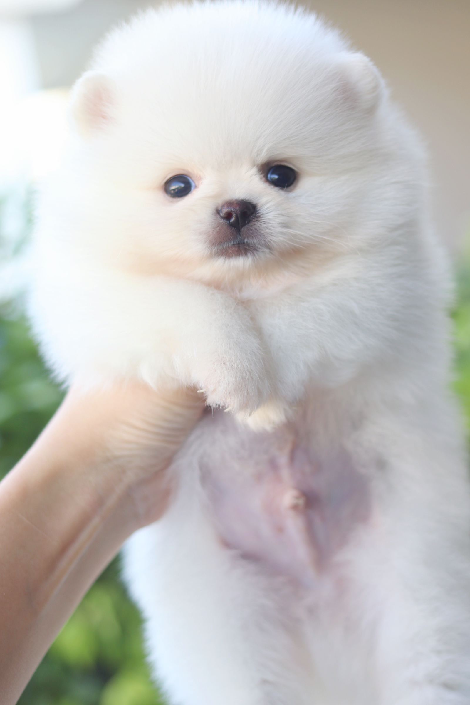 ปอมเมอเรเนียน เพศผู้สีขาวครีม