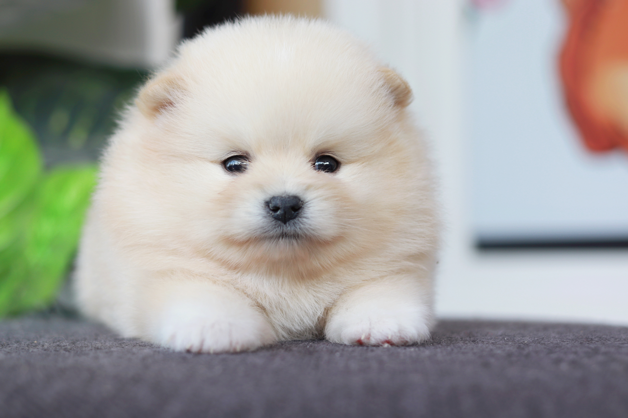 ปอมเมอเรเนียน เพศผู้