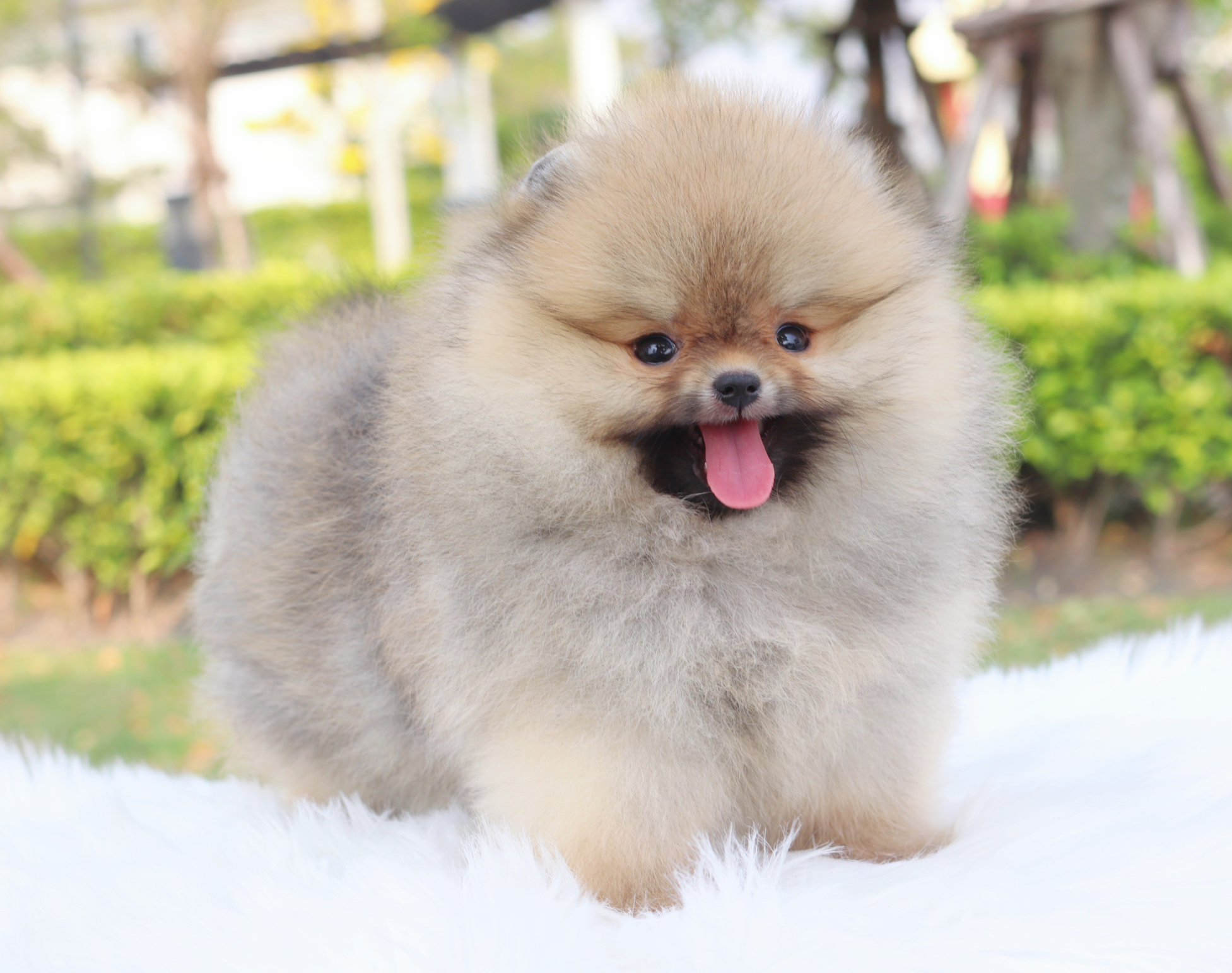 ปอมเมอเรเนียน เพศเมียสีส้มเกรดโชว์