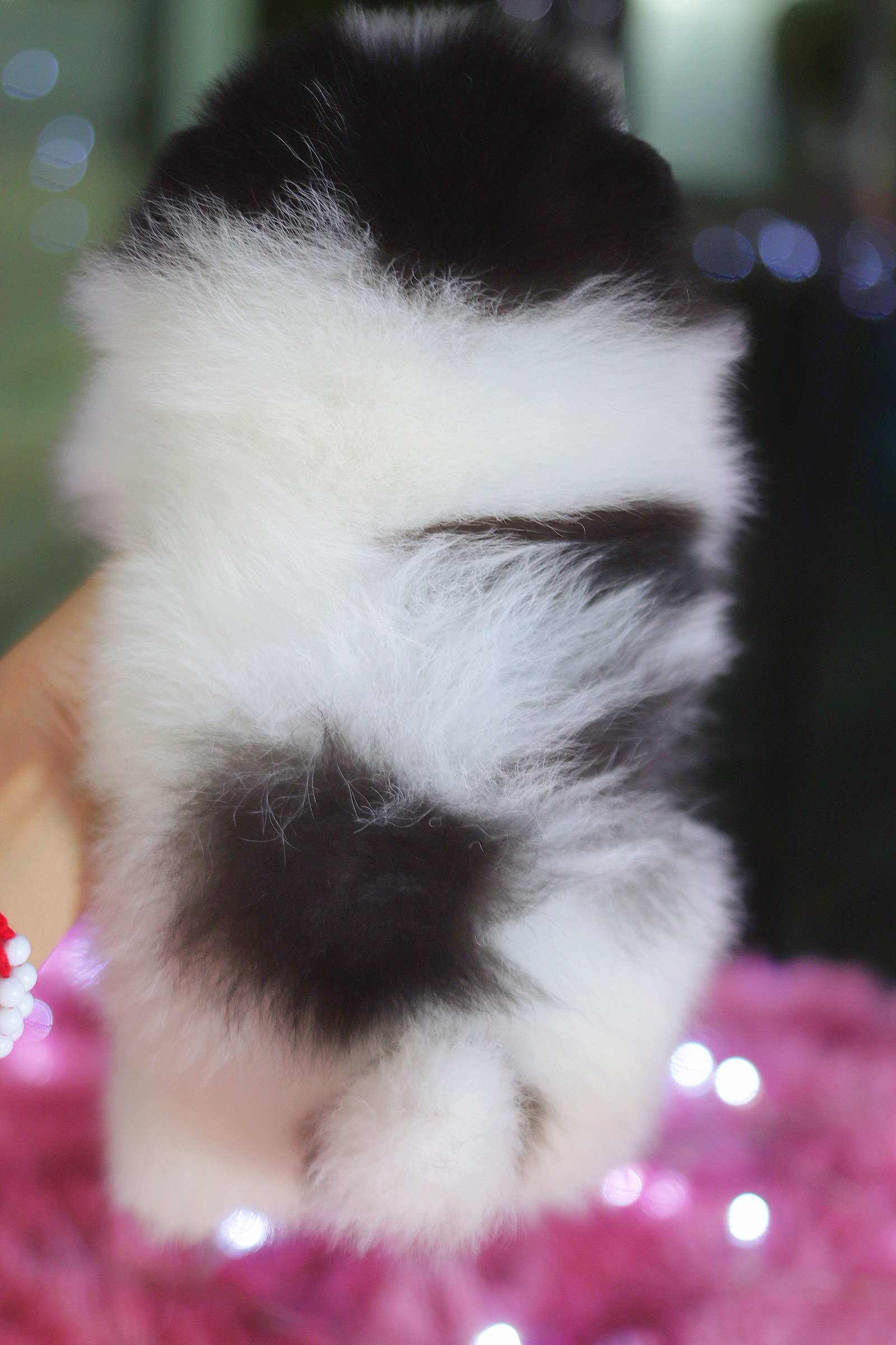 ปอมเมอเรเนียน เพศเมียสีแฟนซี เกรดโชว์