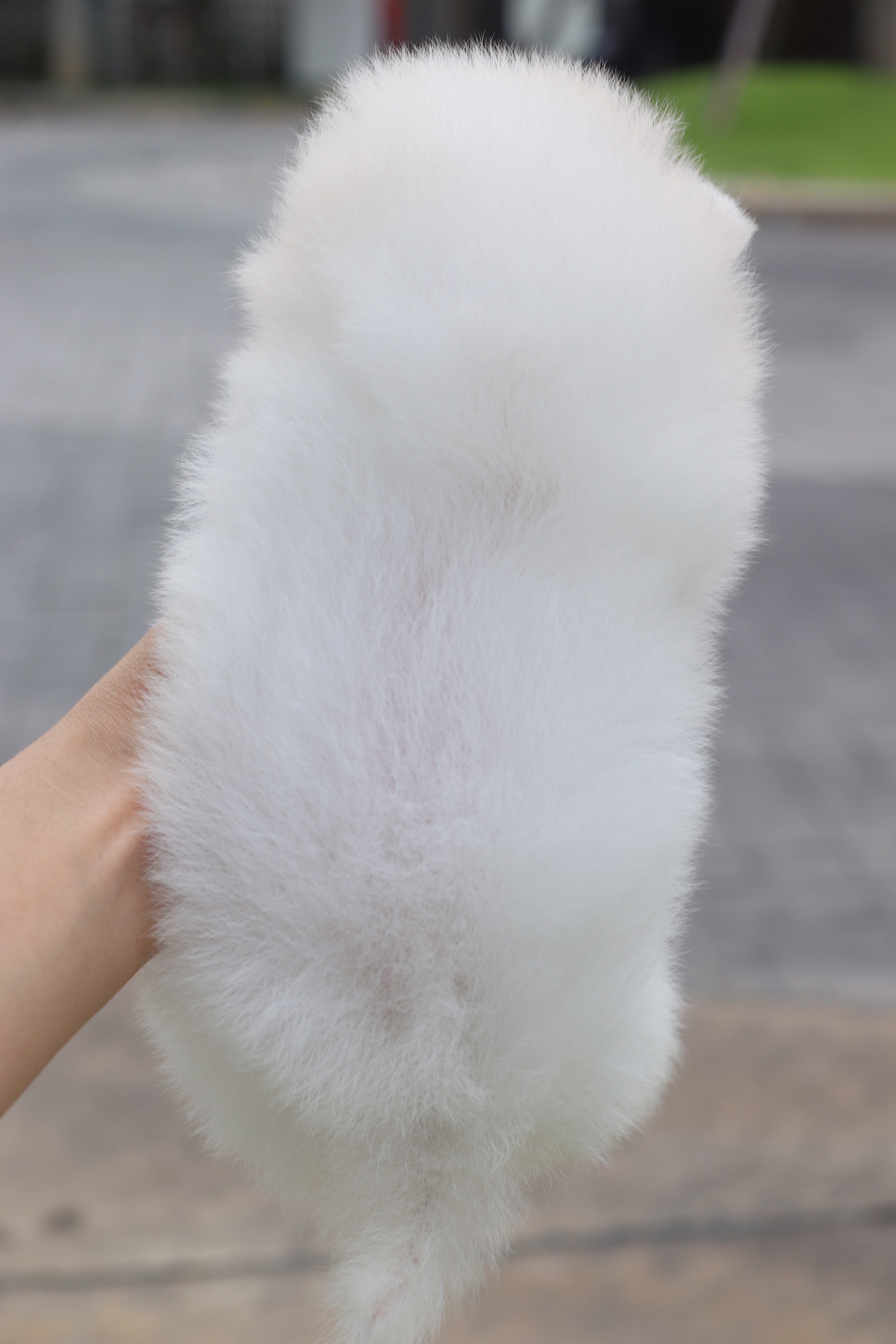 ปอมเมอเรเนียน เพศเมียสีขาวครีม ไซส์เล็ก