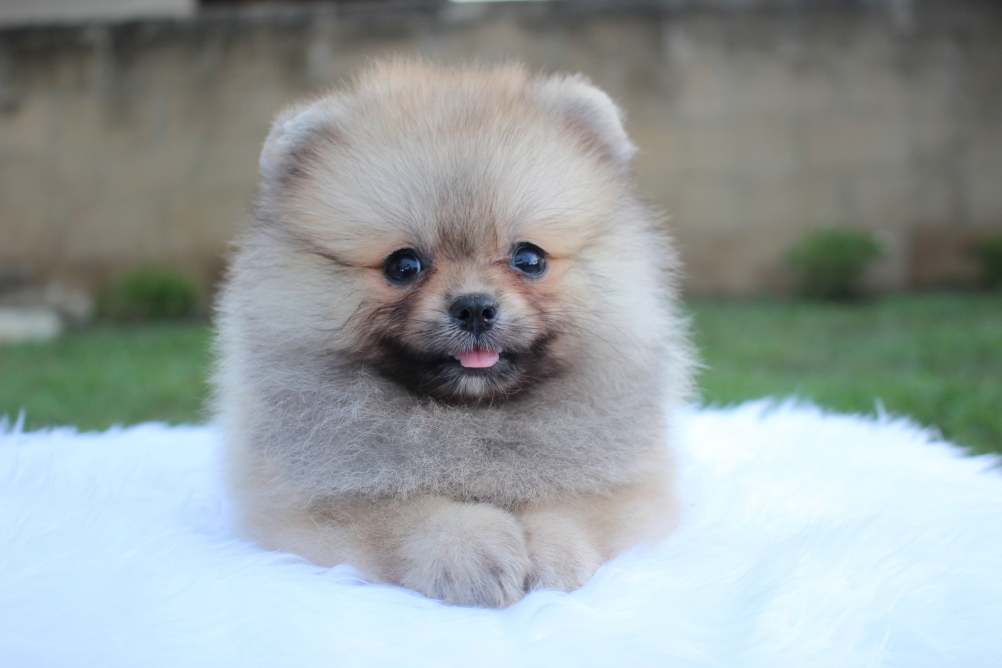 ปอมเมอเรเนียน เพศผู้ สีส้ม