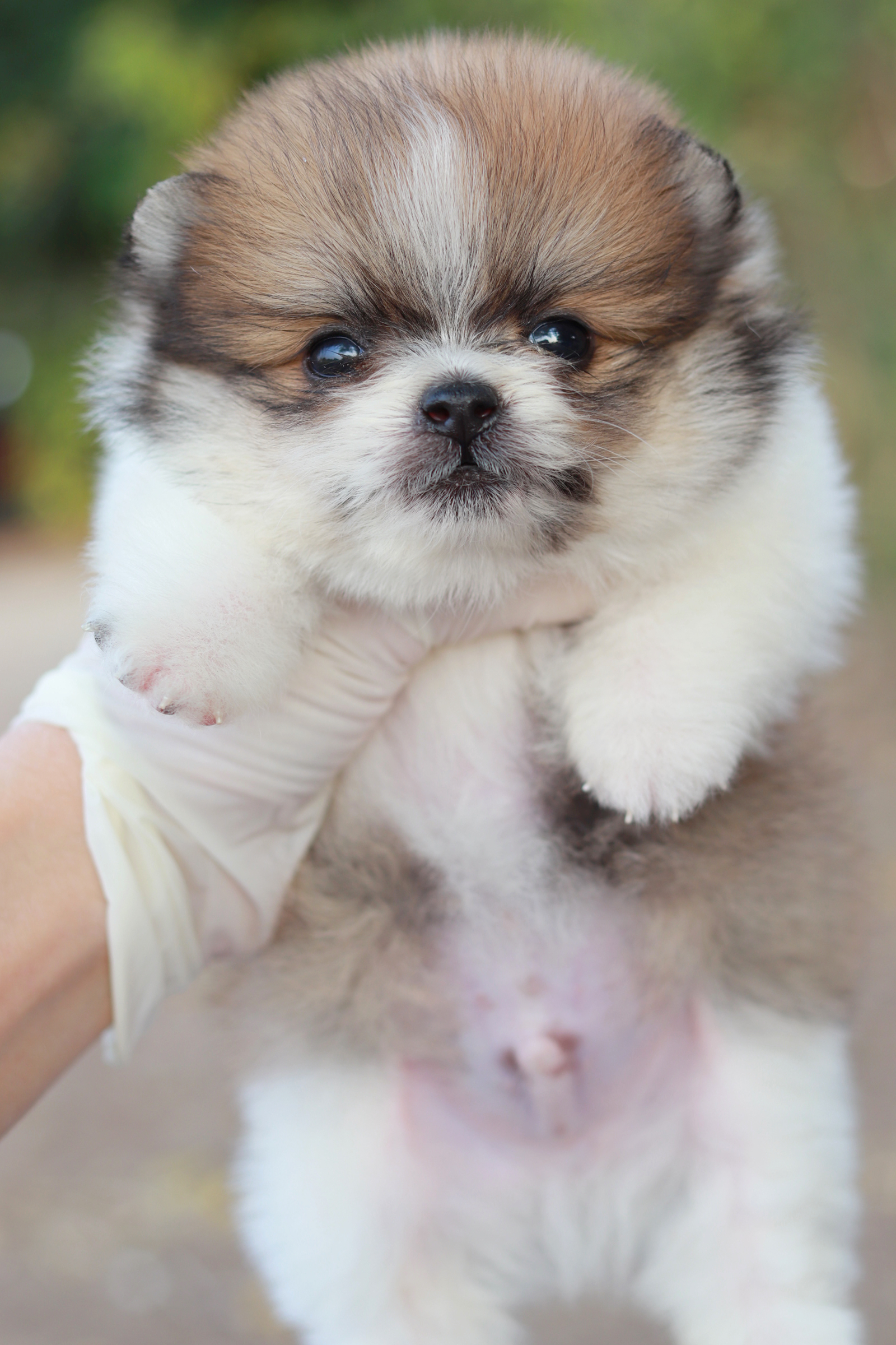 ปอมเมอเรเนียน เพศผู้ สีแฟนซี