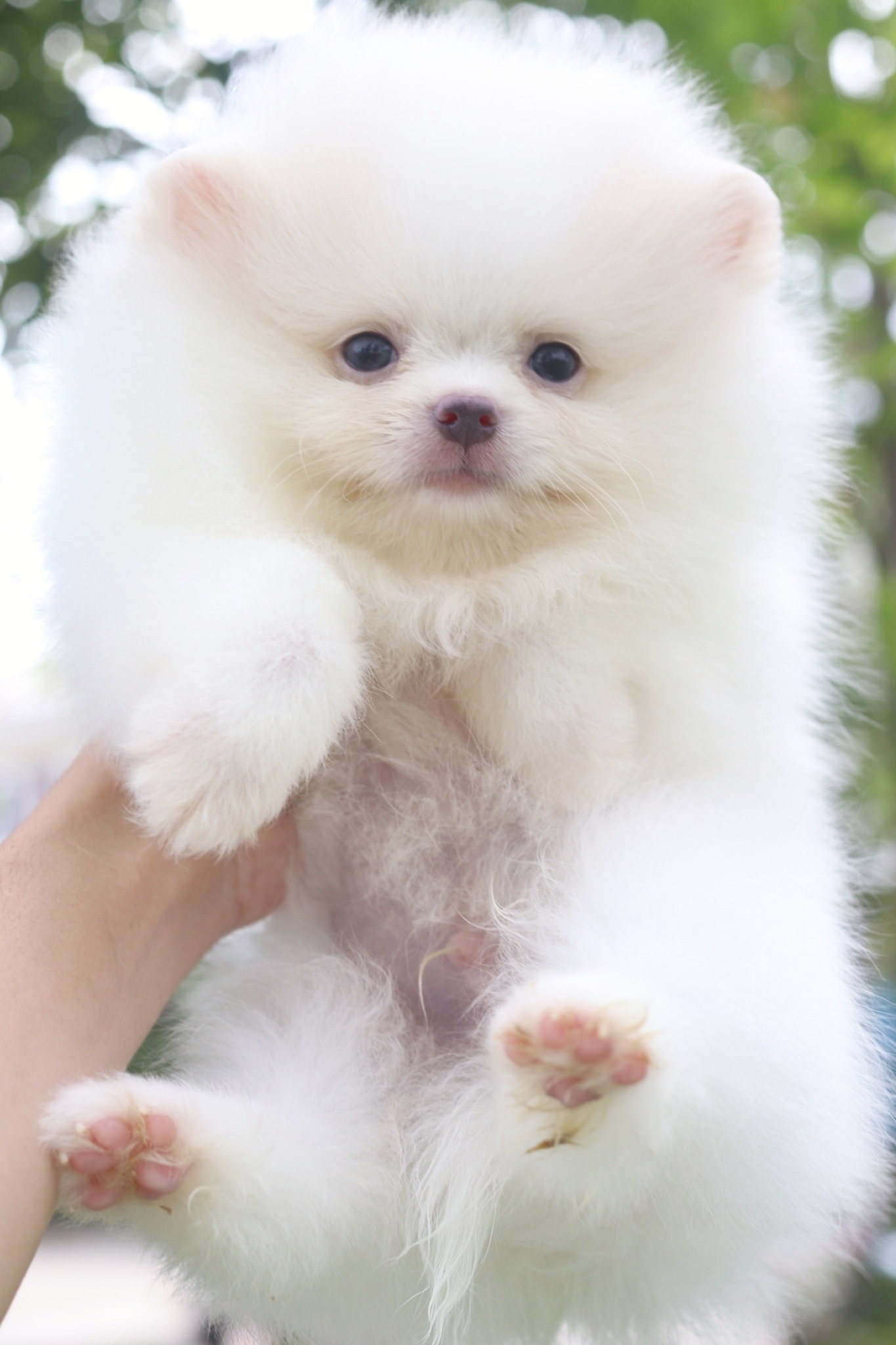 ปอมเมอเรเนียน เพศผู้สีขาวครีม