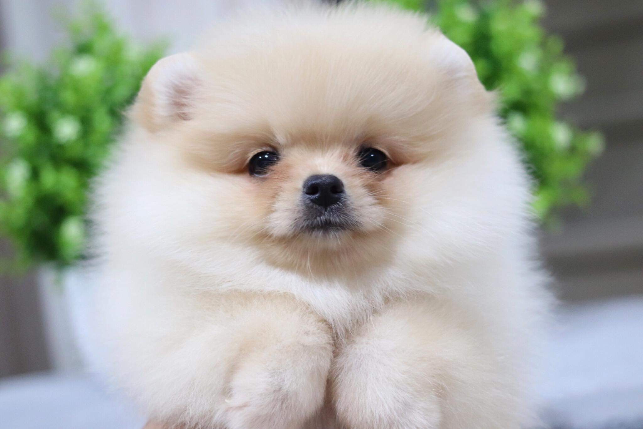 ปอมเมอเรเนียน เพศเมีย