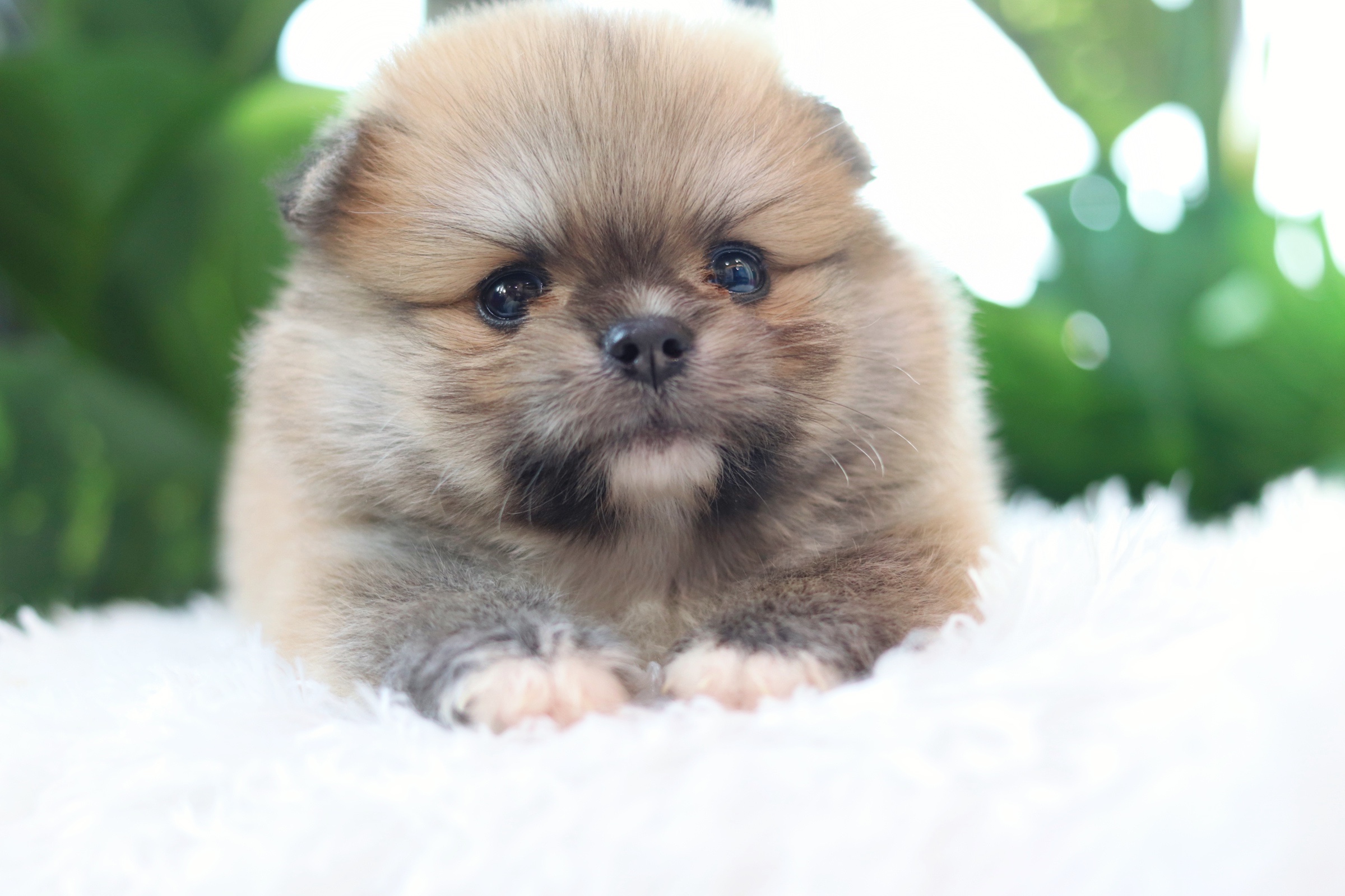 ปอมเมอเรเนียน เพศผู้ สีส้ม