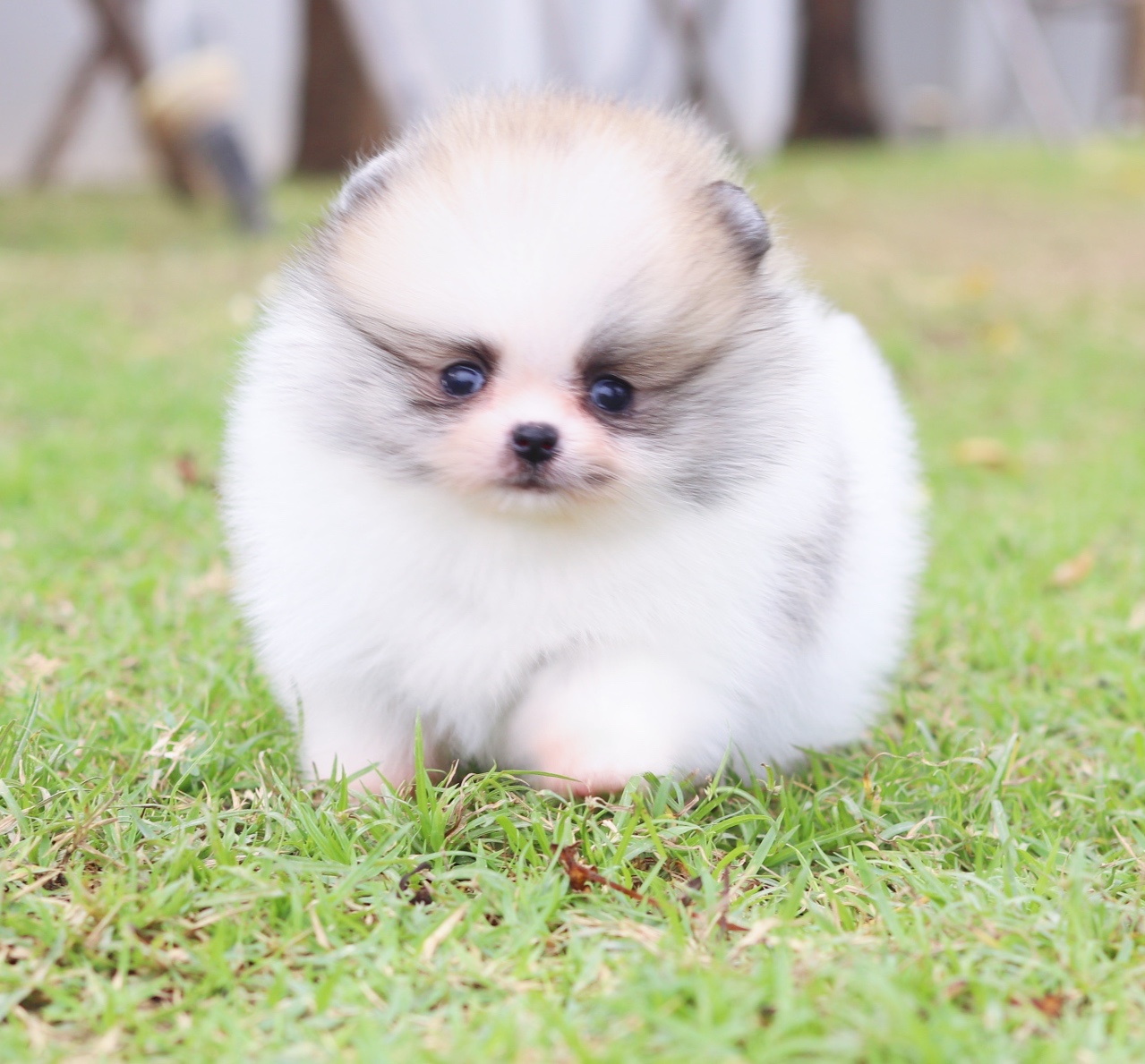 ปอมเมอเรเนียน เพศเมีย สีแฟนซี