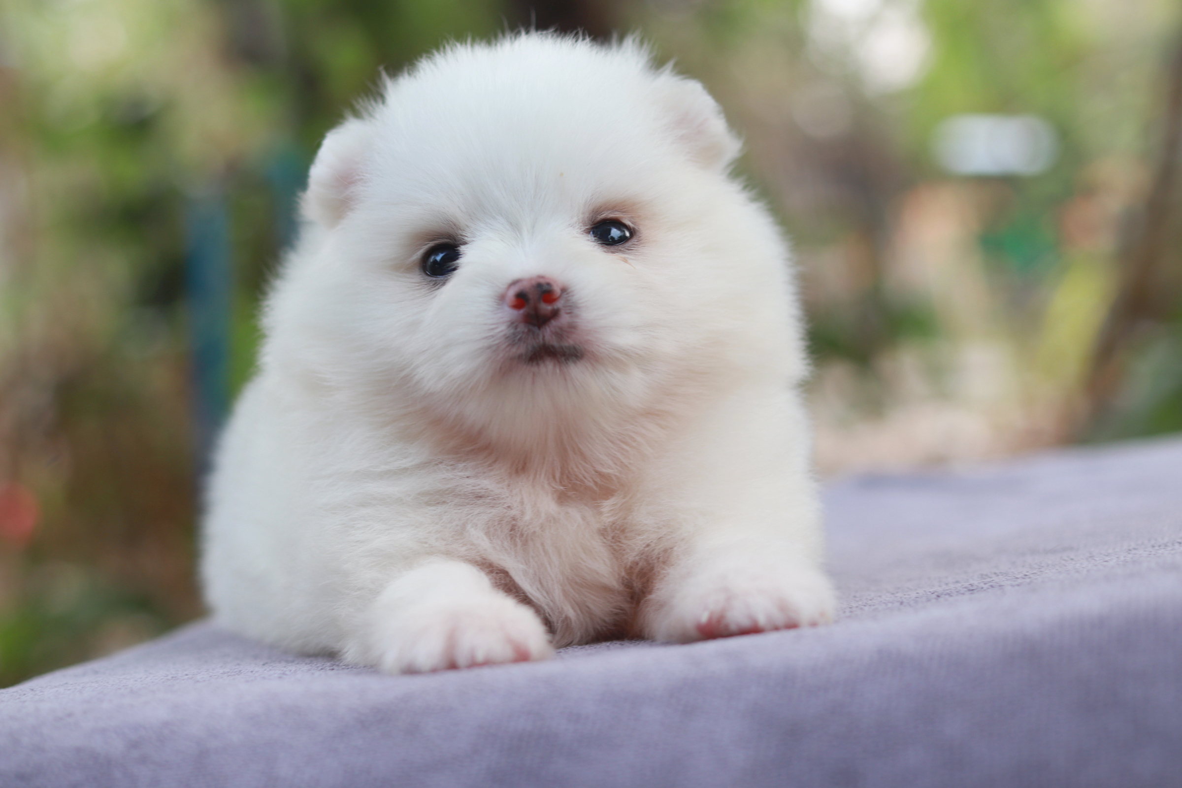 ปอมเมอเรเนียน เพศเมีย