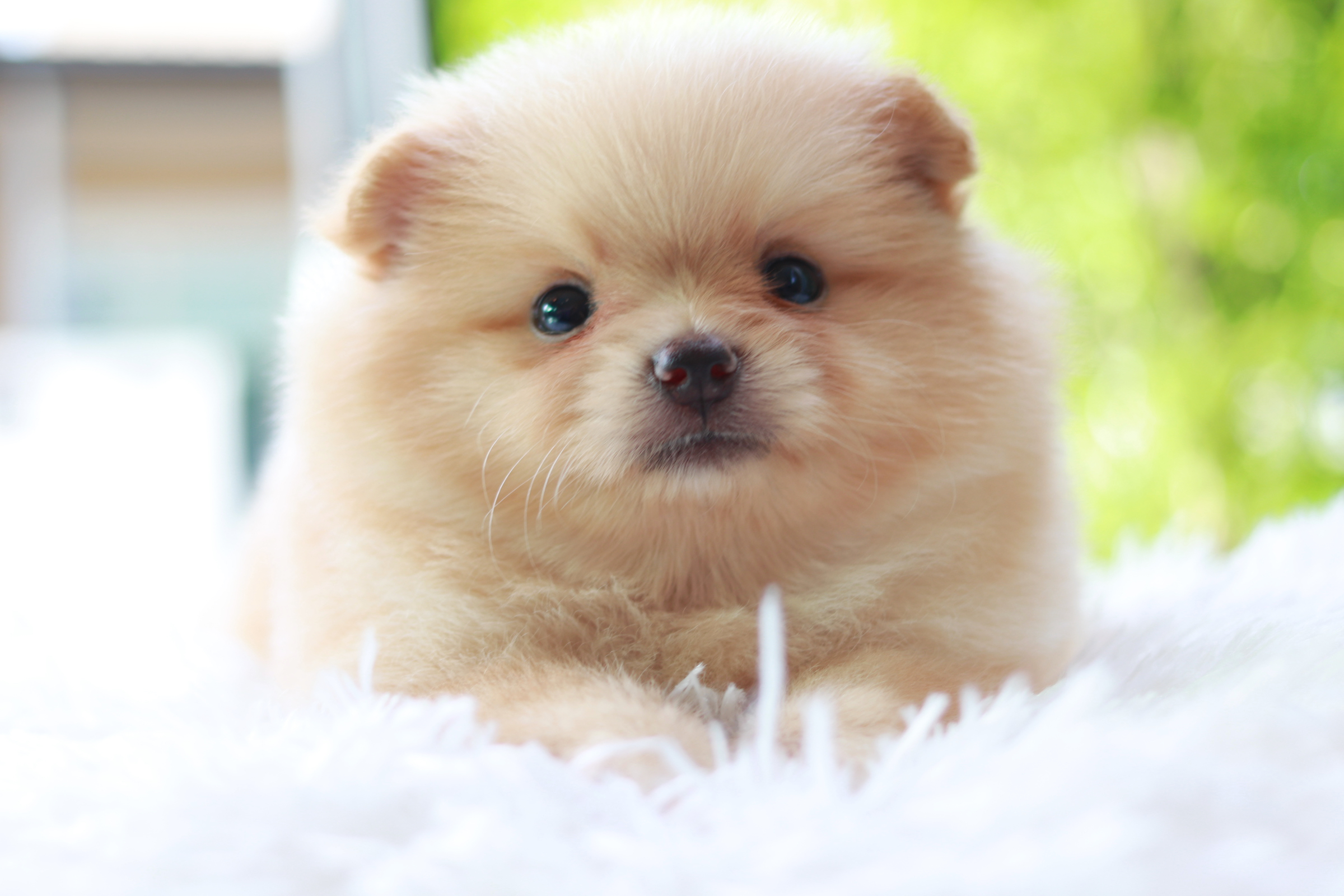 ปอมเมอเรเนียน เพศเมีย สีครีม