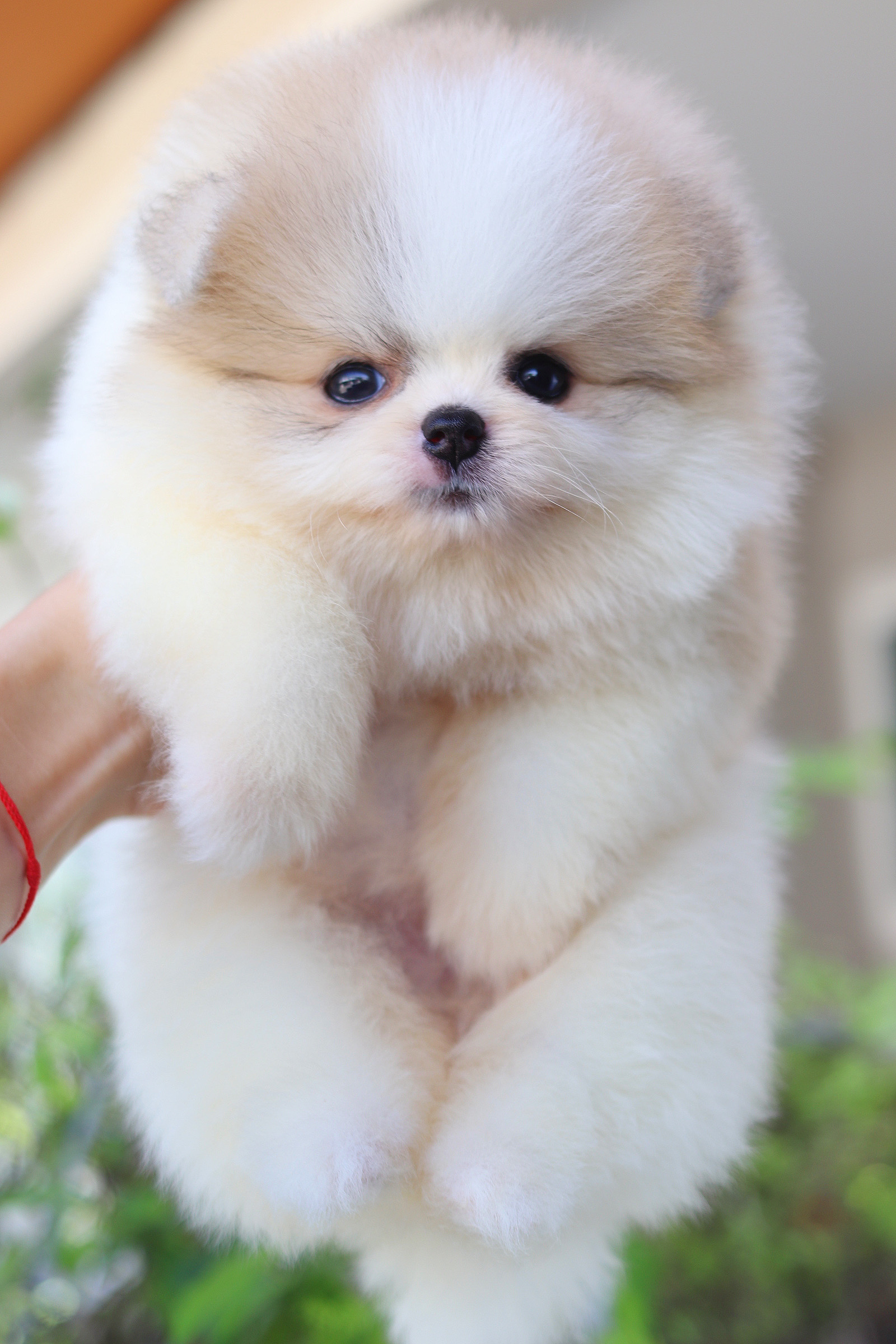 ปอมเมอเรเนียน เพศเมียสีแฟนซี เกรดโชว์