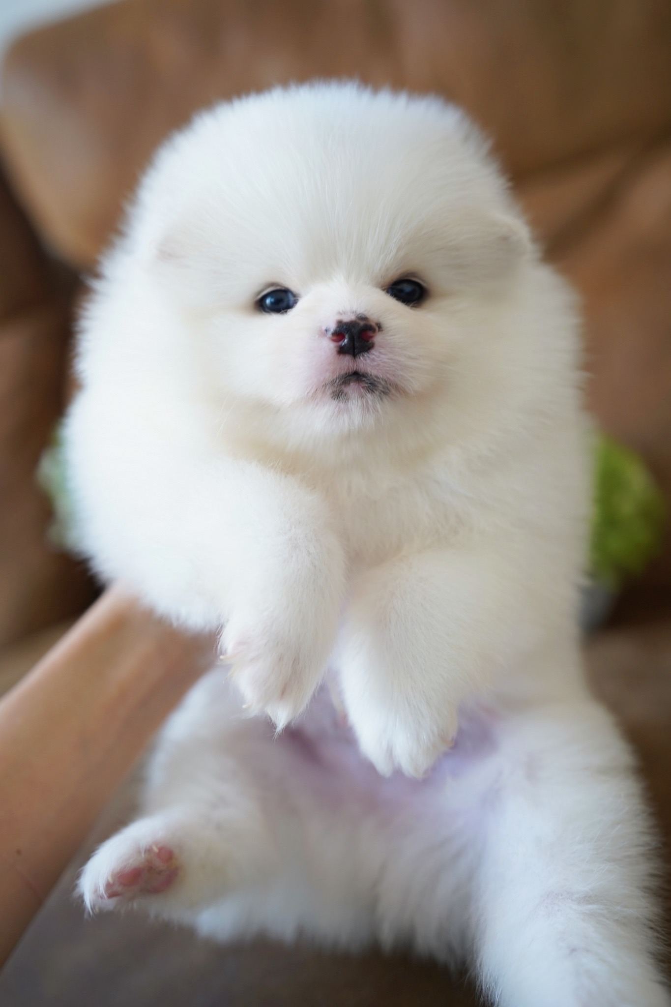 ปอมเมอเรเนียน เพศผู้ ขาว