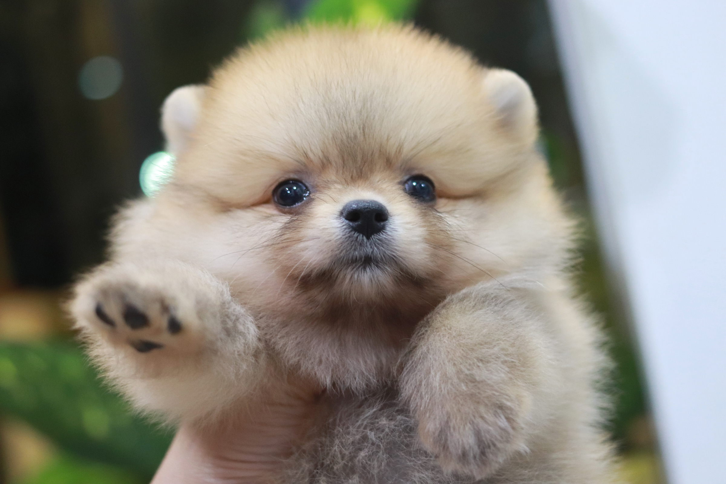 ปอมเมอเรเนียน เพศเมีย สีส้ม