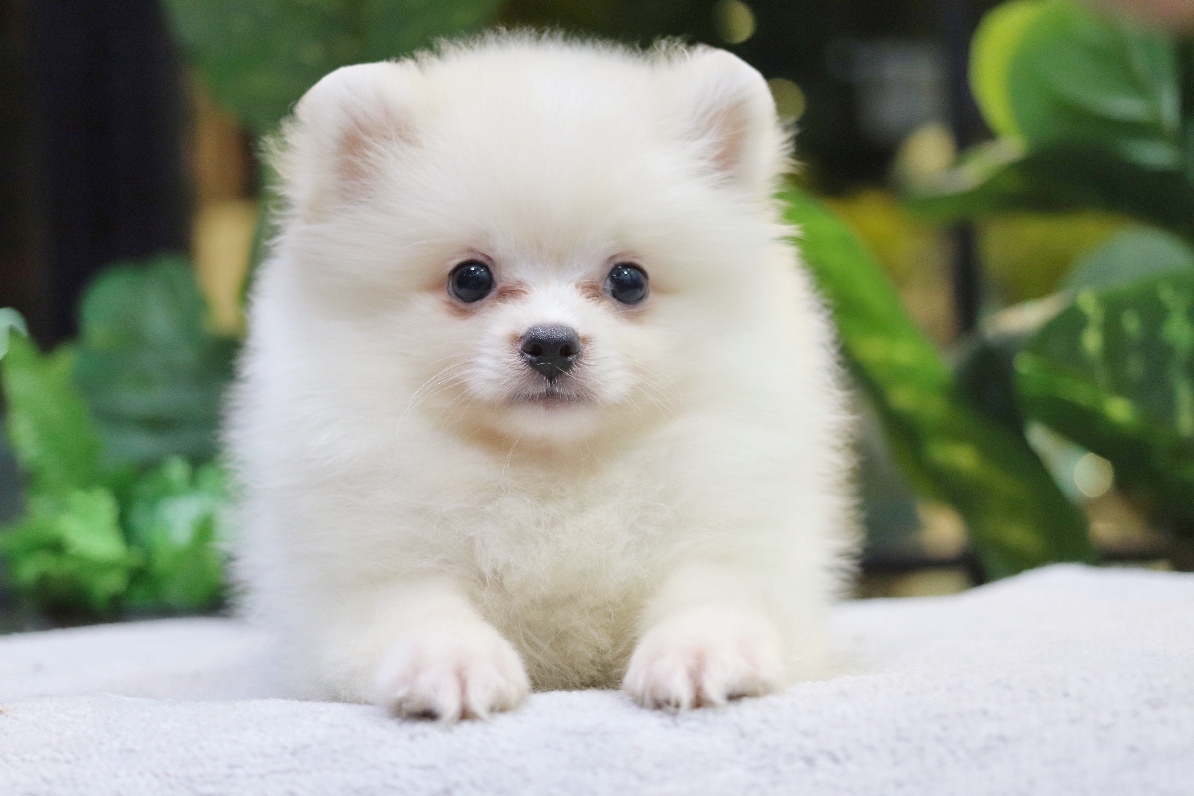 ปอมเมอเรเนียน เพศผู้ สีขาวครีม