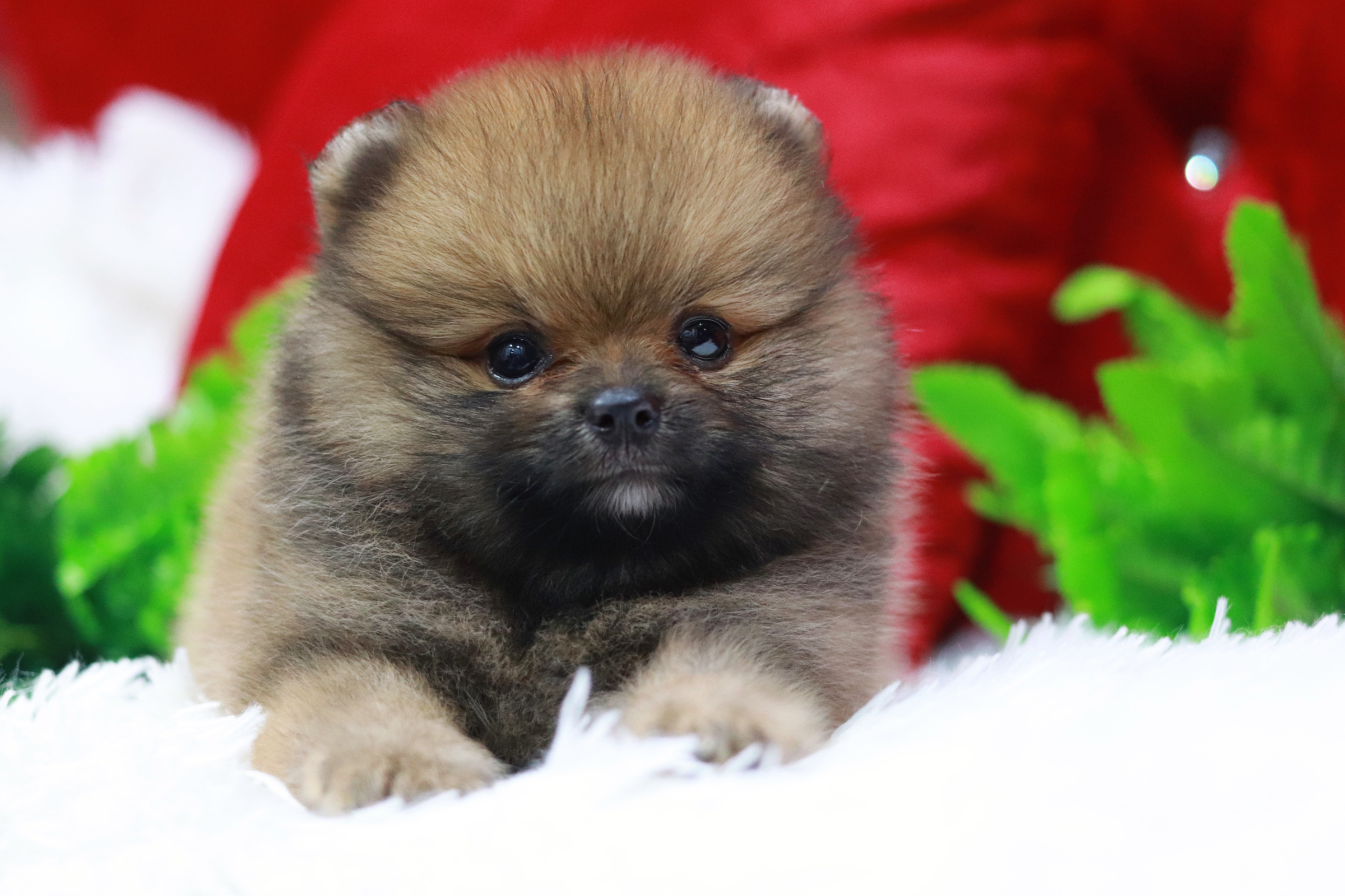 ปอมเมอเรเนียน เพศเมียสีส้มหน้าฟ็อก