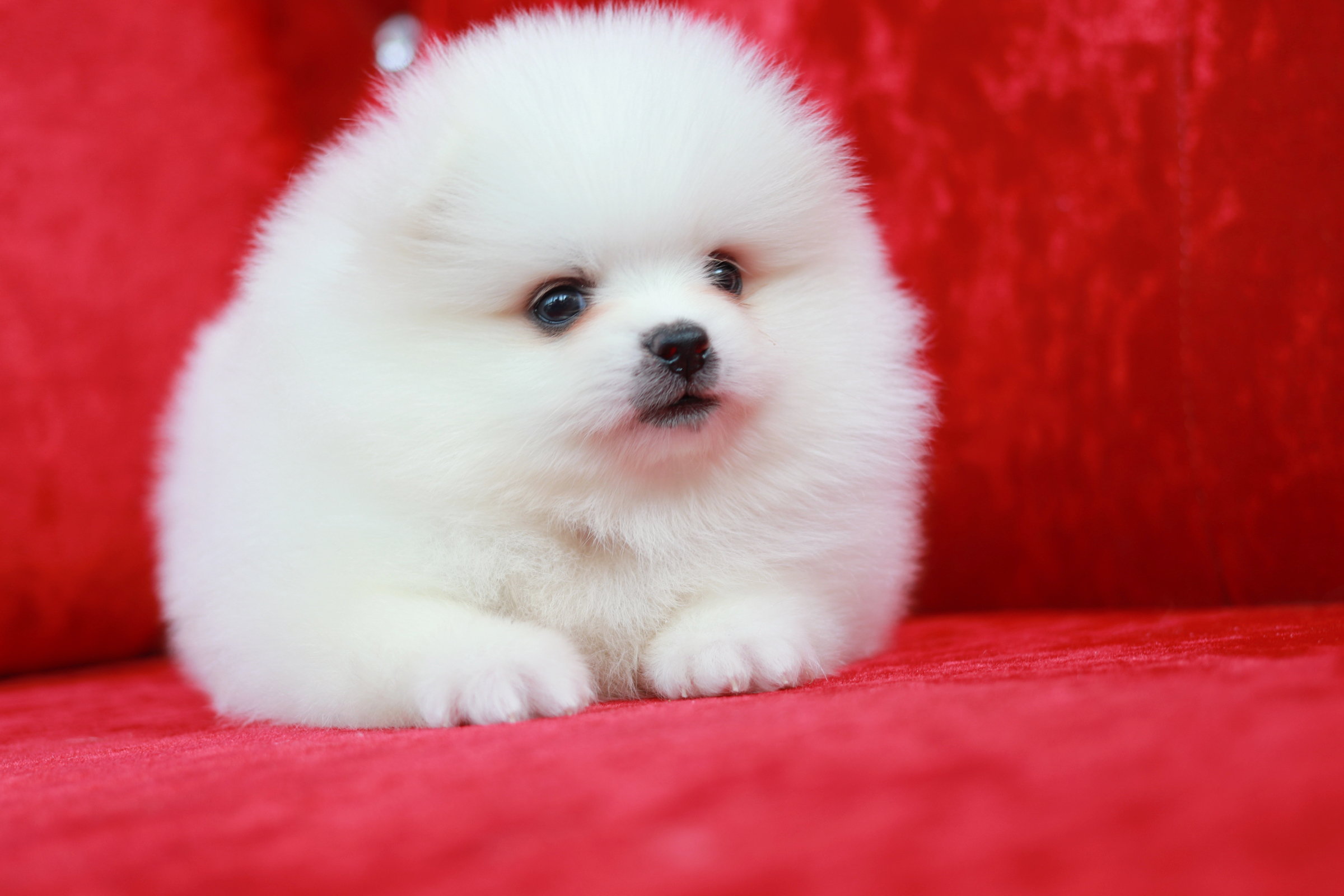 ปอมเมอเรเนียน เพศผู้