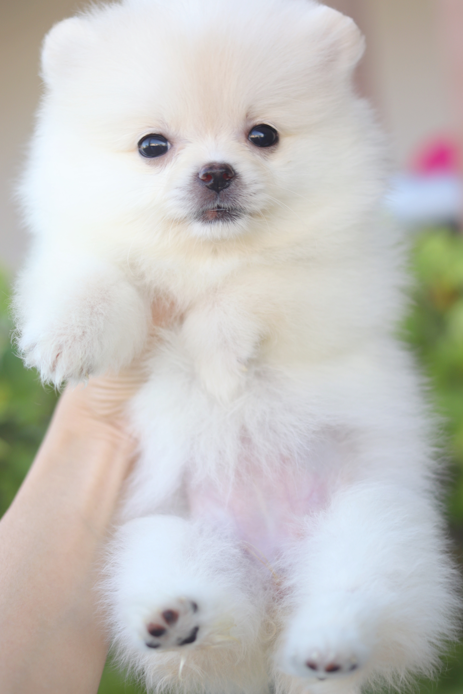 ปอมเมอเรเนียน เพศเมียสีขาวครีม