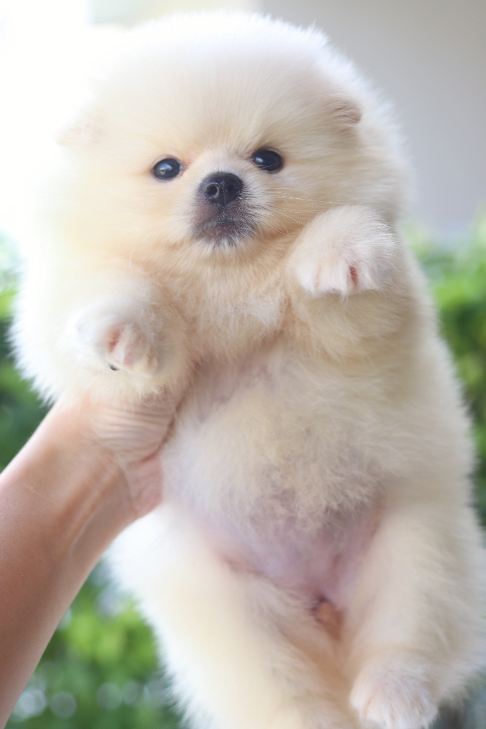 ปอมเมอเรเนียน เพศเมียสีครีม