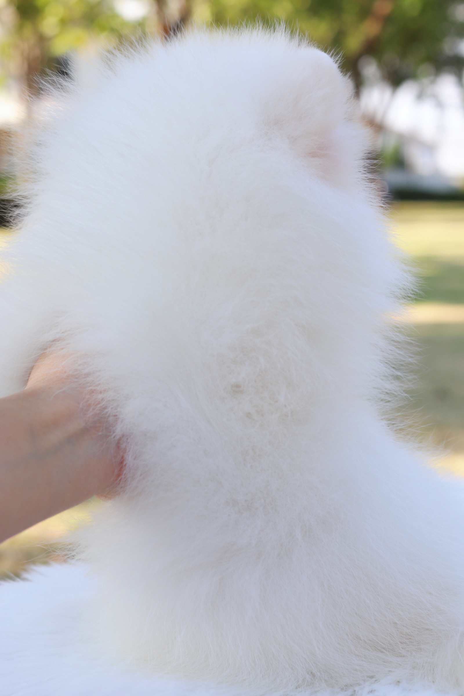 ปอมเมอเรเนียน เพศผู้ สีขาวครีม