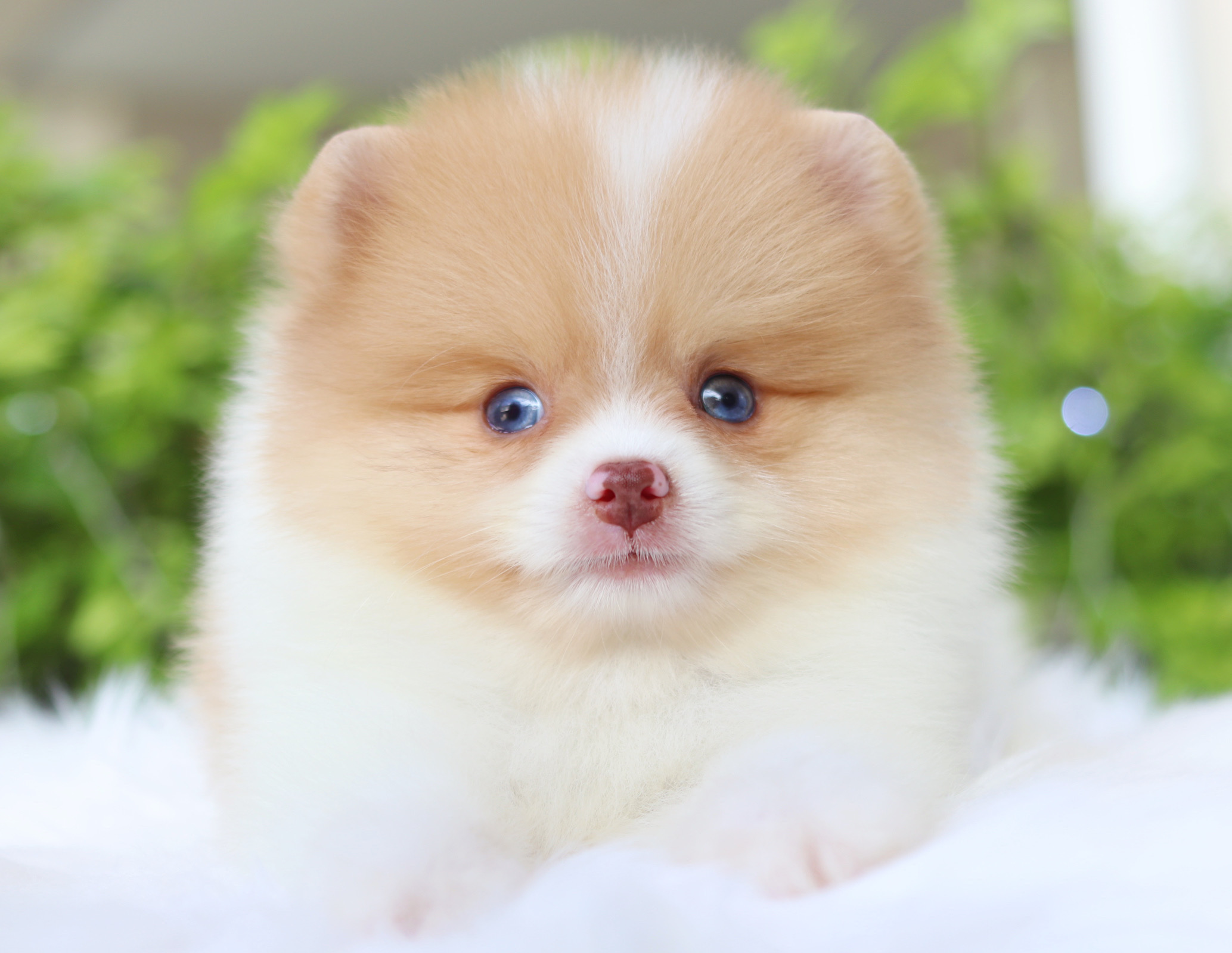 ปอมเมอเรเนียน เพศผู้สีแฟนซี