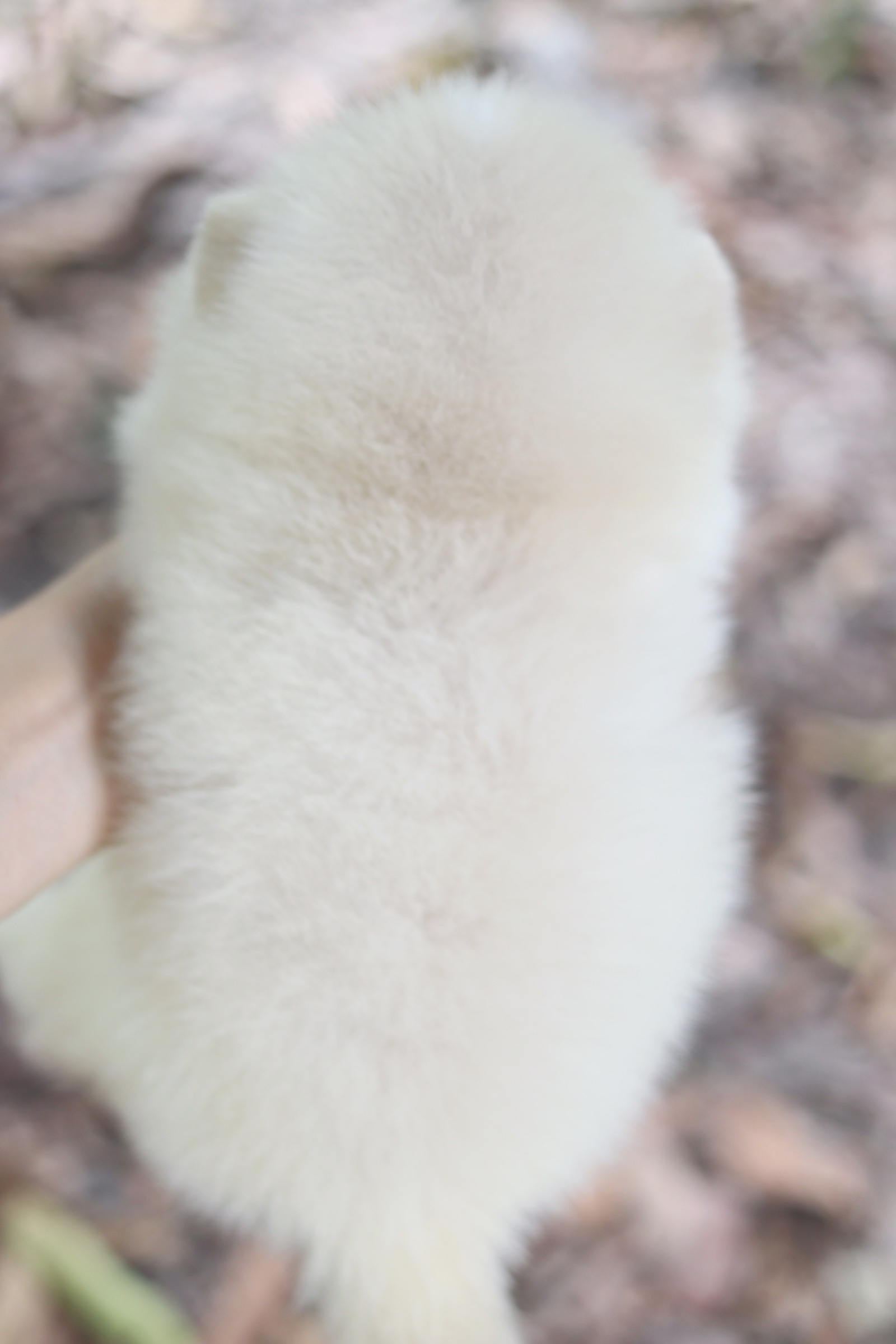 ปอมเมอเรเนียน เพศเมียสีขาวครีม