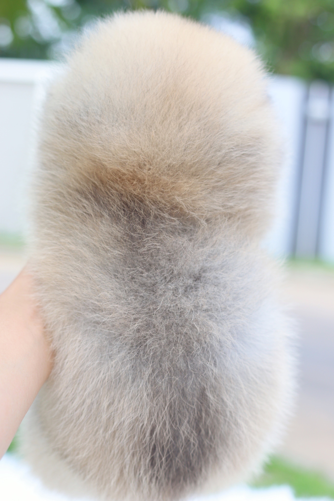 ปอมเมอเรเนียน เพศผู้สีส้ม