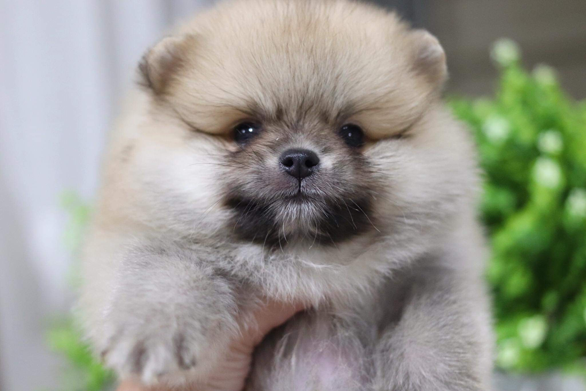 ปอมเมอเรเนียน เพศผู้