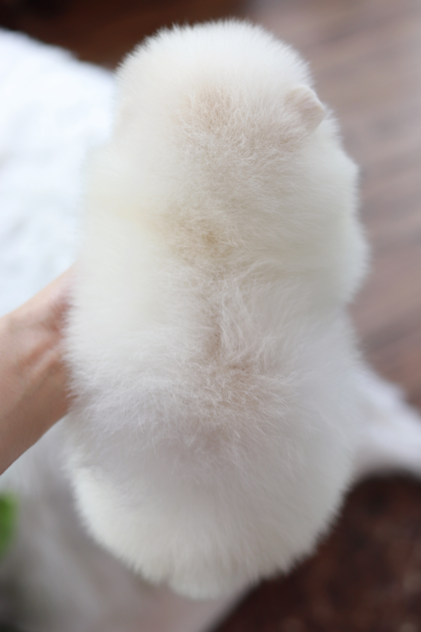 ปอมเมอเรเนียน เพศผู้ สีขาว