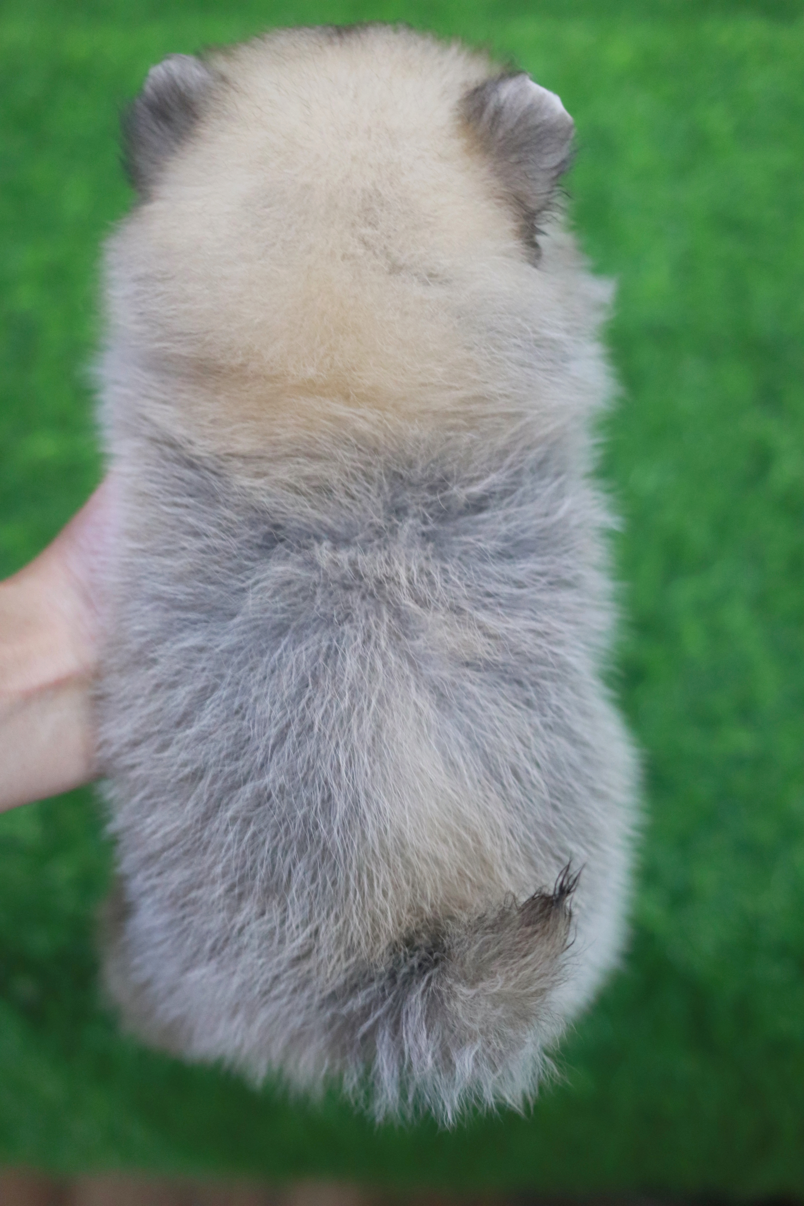 ปอมเมอเรเนียน เพศเมียสีฟางข้าว