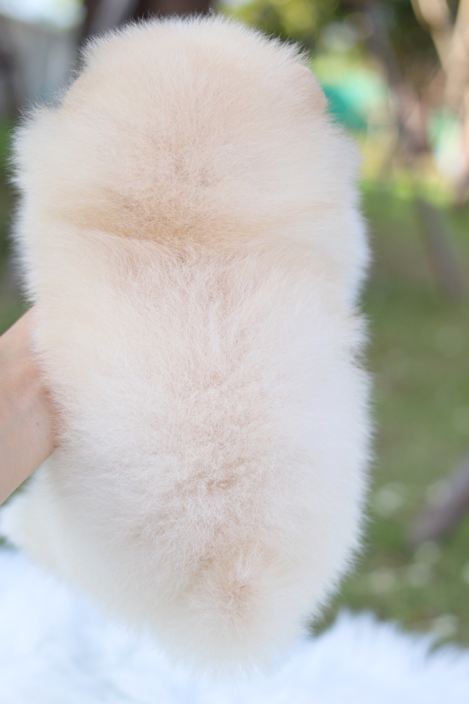 ปอมเมอเรเนียน เพศเมีย สีครีม