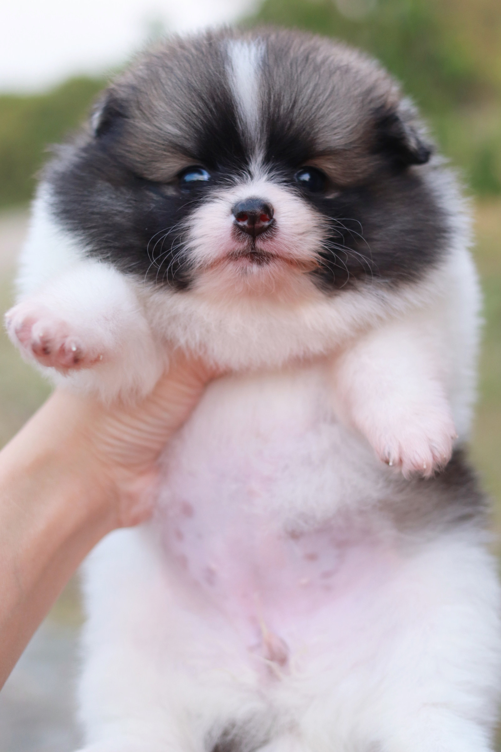 ปอมเมอเรเนียน เพศเมีย