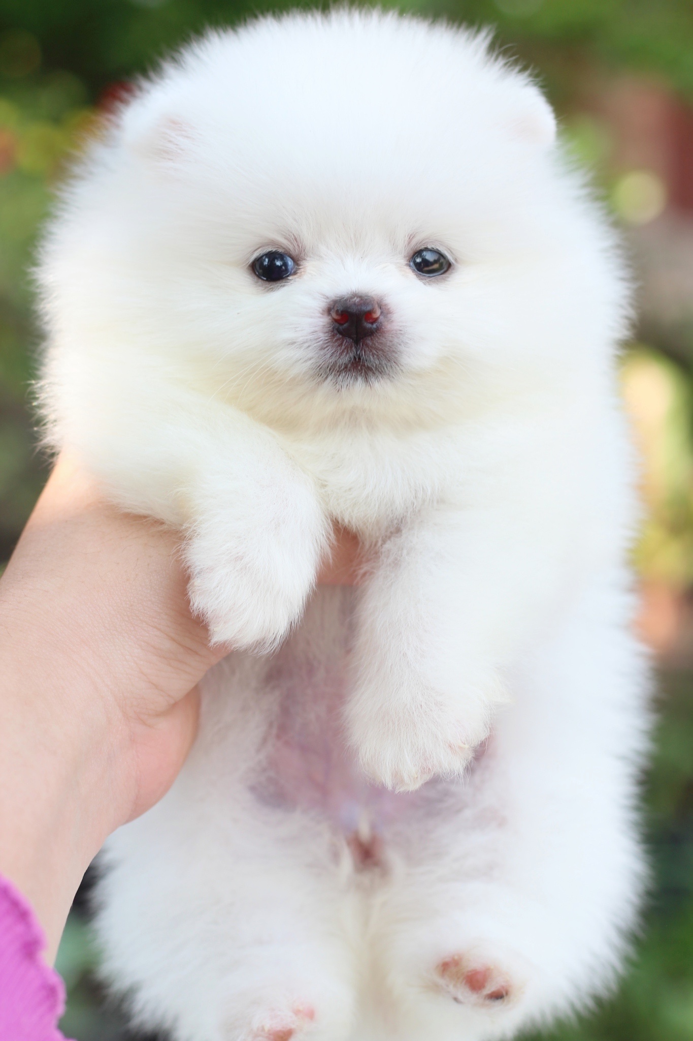 ปอมเมอเรเนียน เพศเมียสีขาวครีม