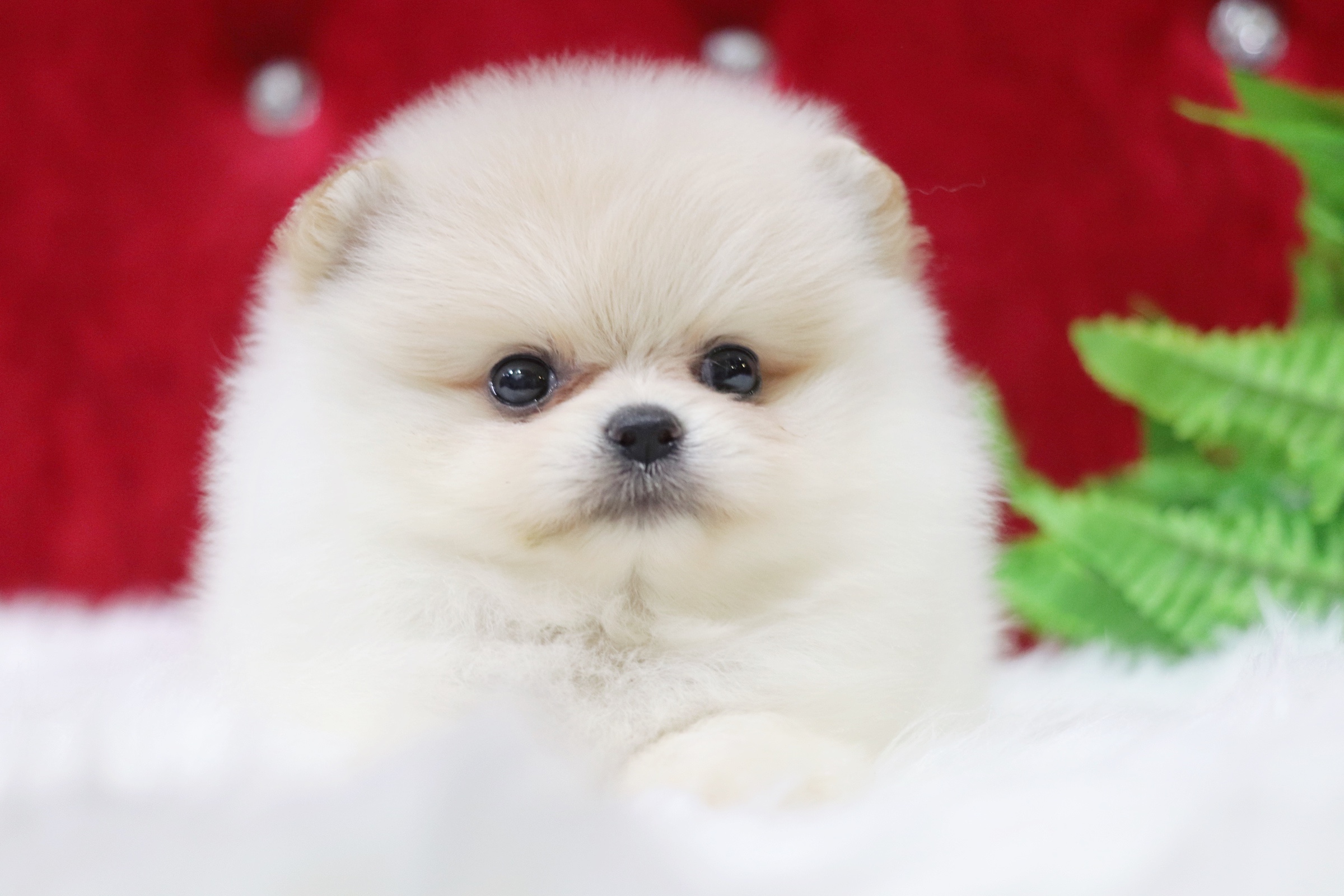 ปอมเมอเรเนียน เพศผู้ สีขาวครีม