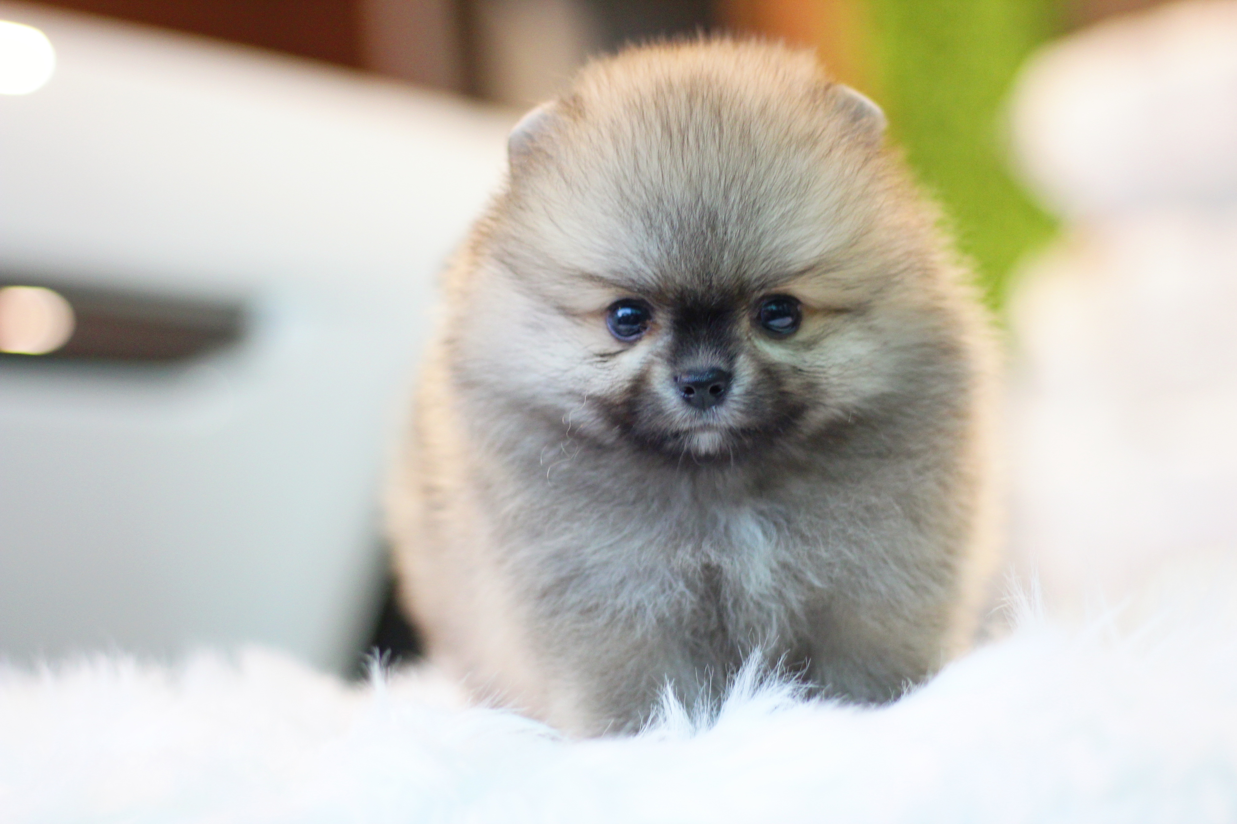 ปอมเมอเรเนียน เพศผู้ สีส้ม