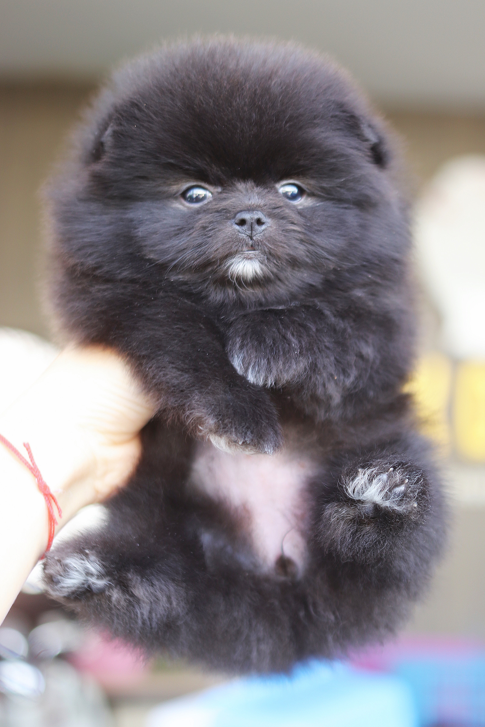 ปอมเมอเรเนียน เพศเมียสีดำ