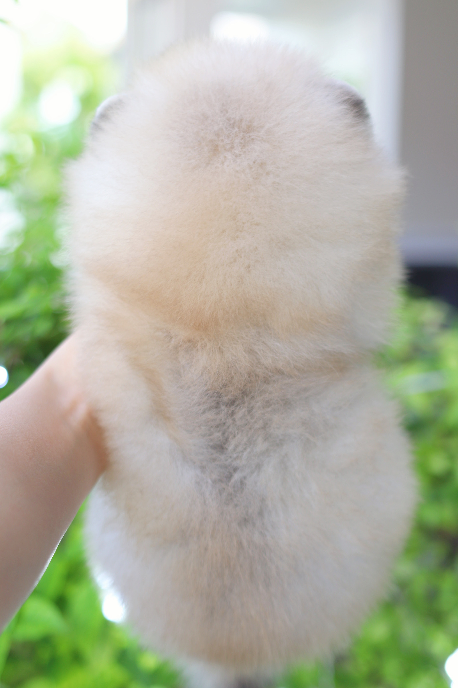 ปอมเมอเรเนียน เพศเมียสีส้ม