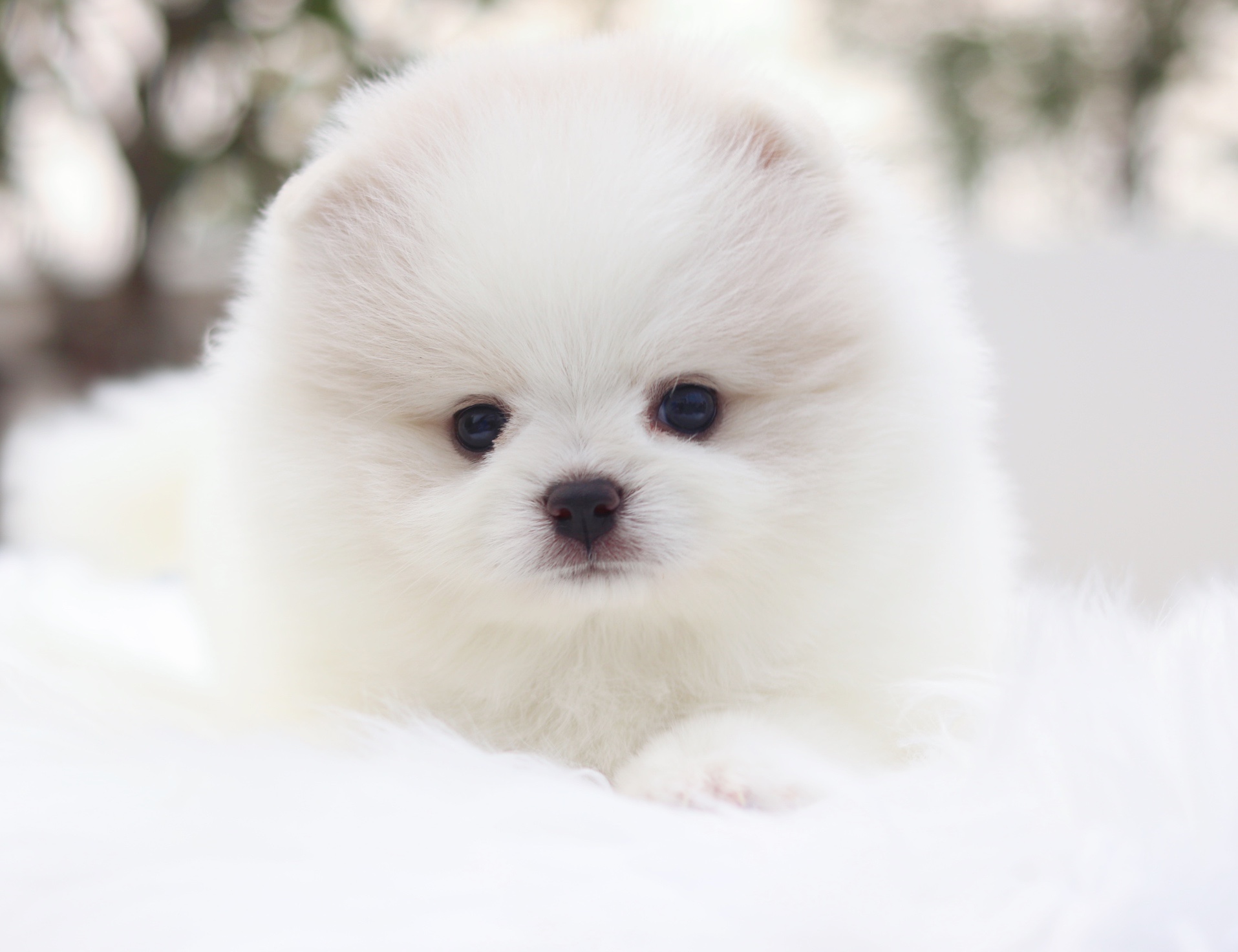 ปอมเมอเรเนียน เพศผู้ สีขาวครีมเกรดโชว์