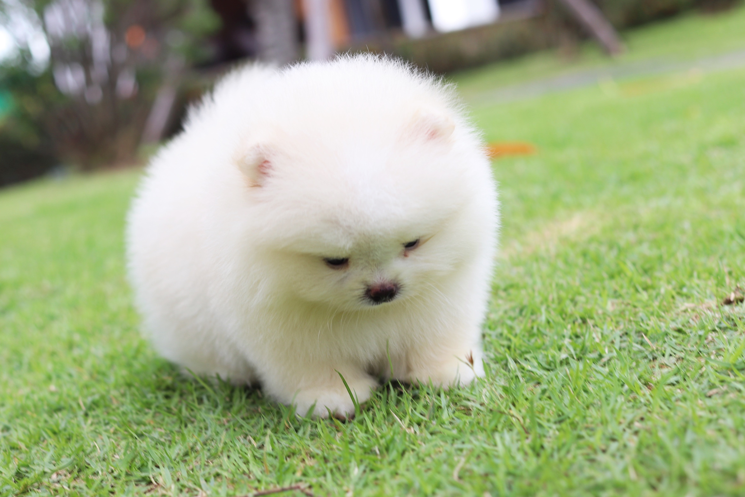 ปอมเมอเรเนียน เพศผู้ สีขาวครีม เกรดโชว์