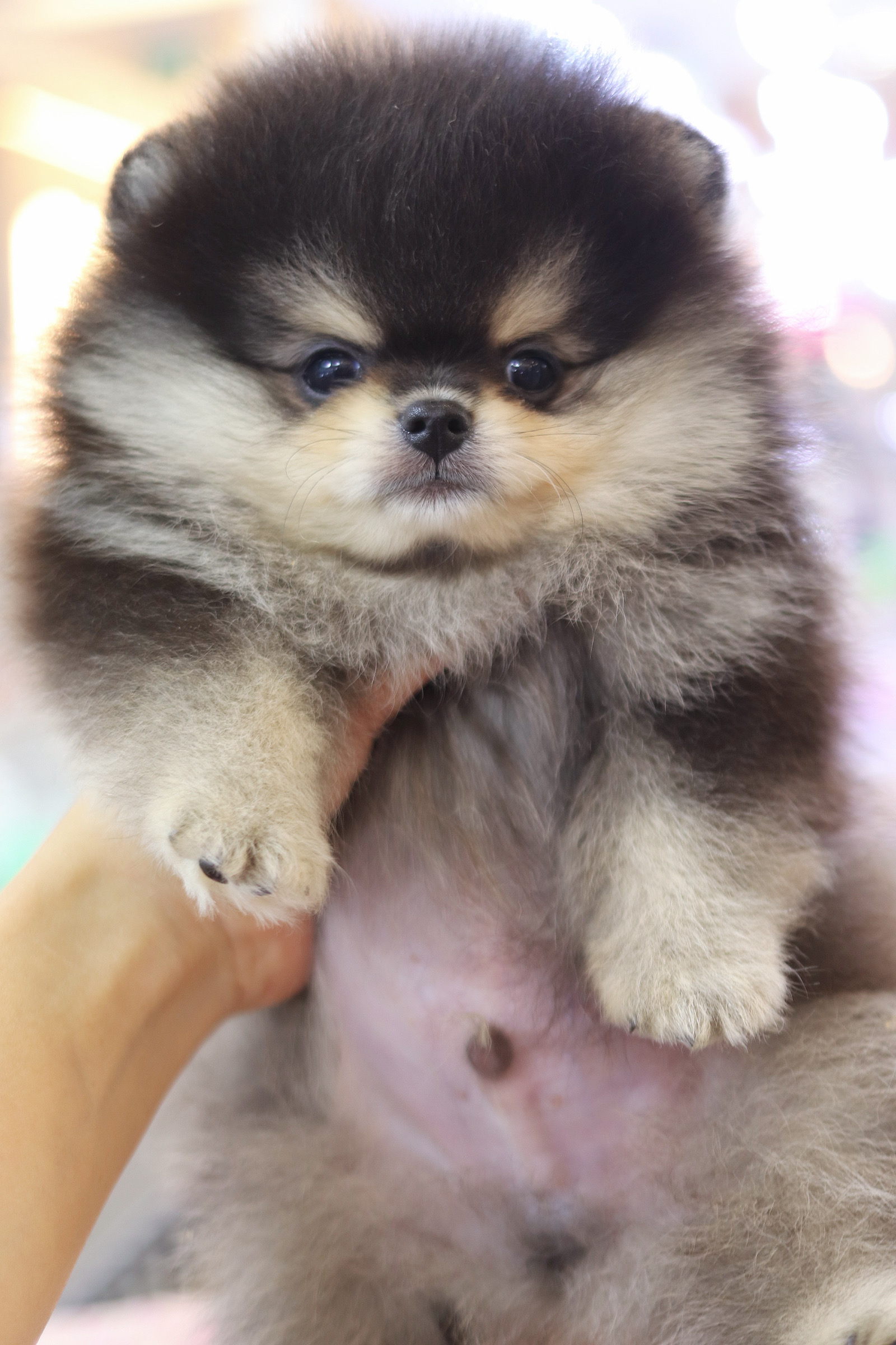 ปอมเมอเรเนียน เพศผู้ สีแบล็คแทน เกรดโชว์