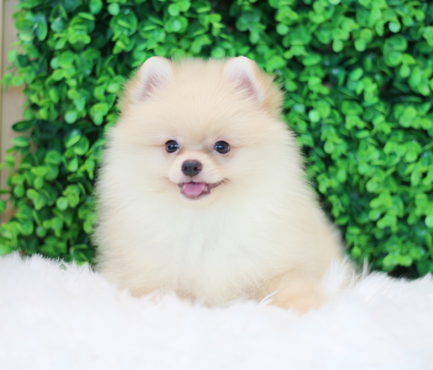 ปอมเมอเรเนียน เพศผู้สีขาวครีม