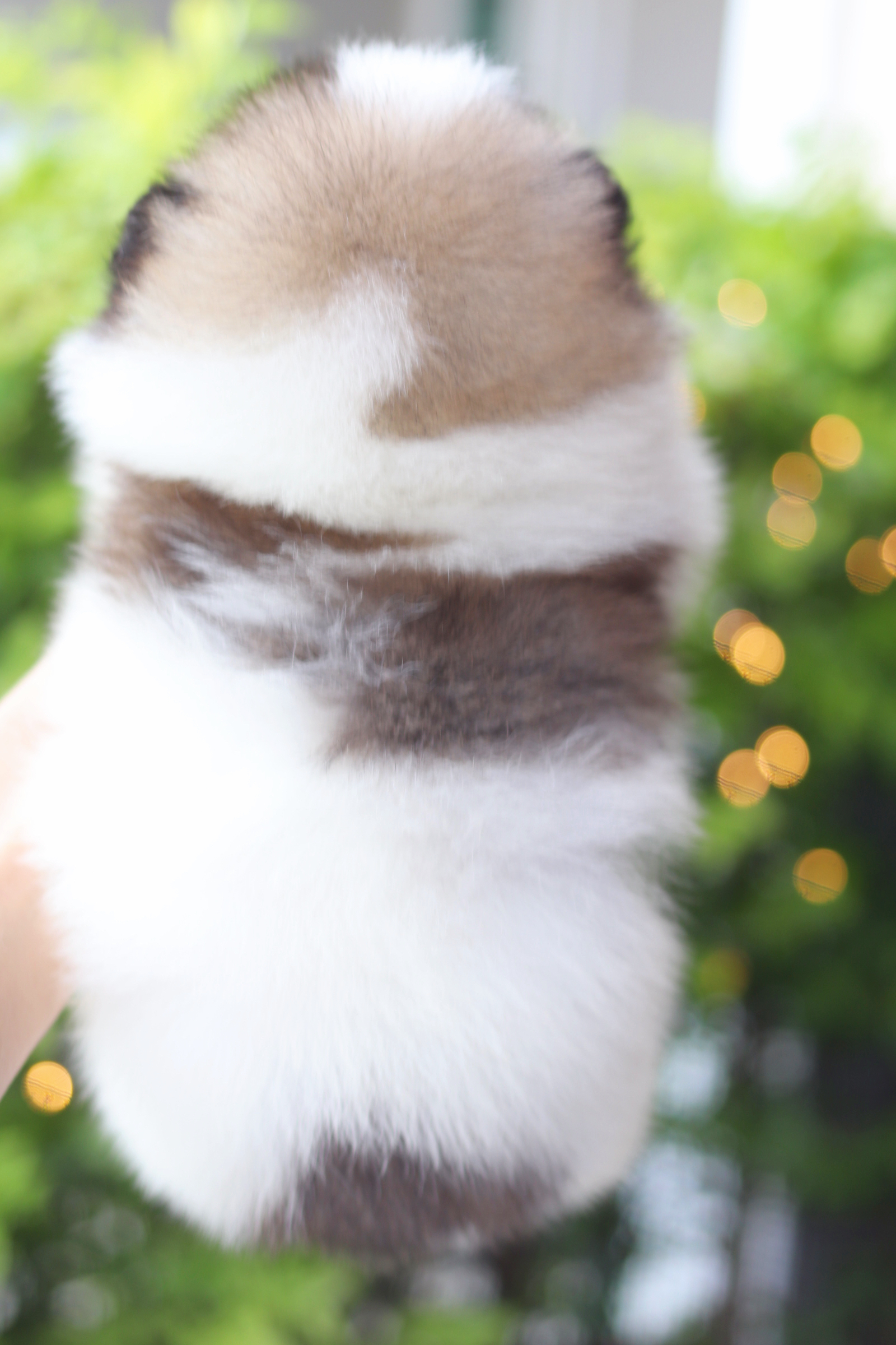 ปอมเมอเรเนียน เพศผู้สีแฟนซี