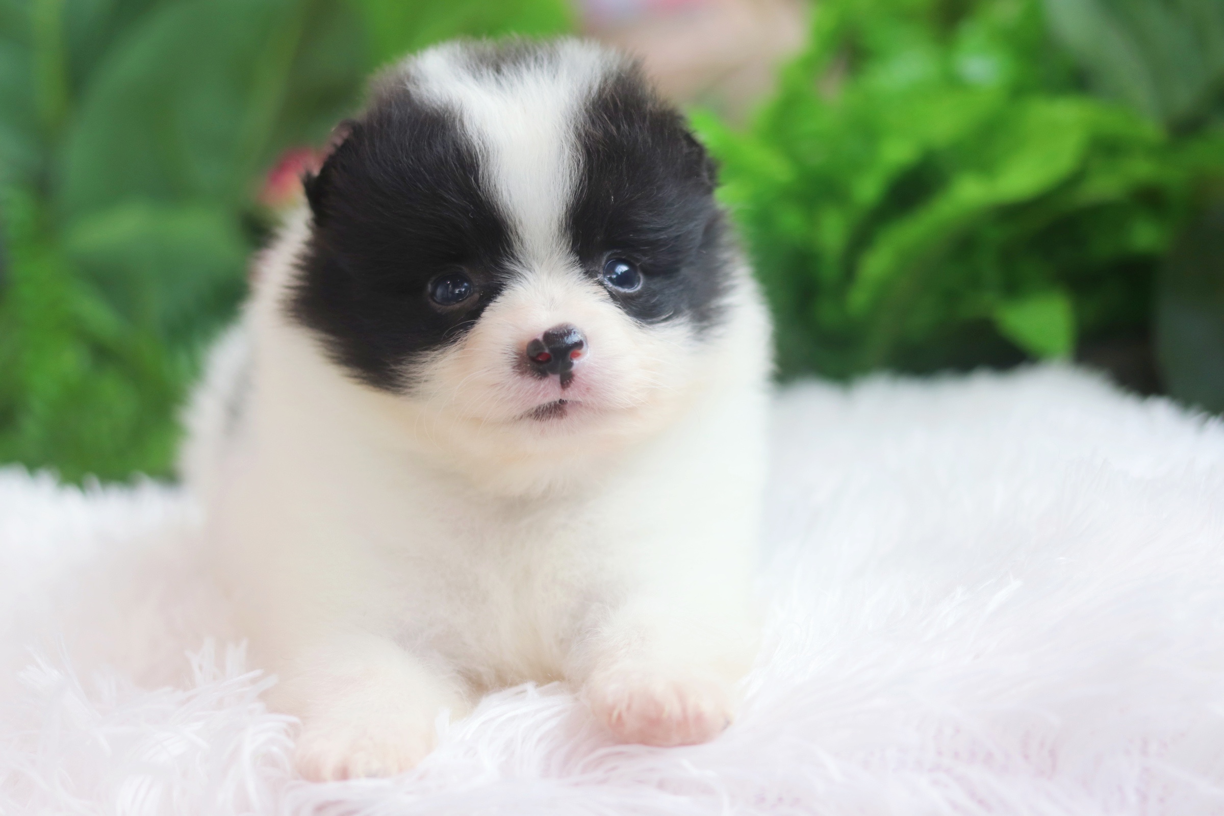 ปอมเมอเรเนียน เพศผู้สีแฟนซี