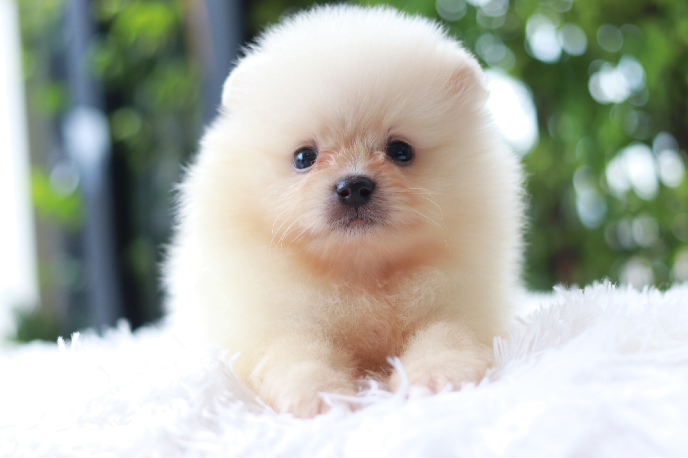 ปอมเมอเรเนียน เพศผู้ ขาวครีม