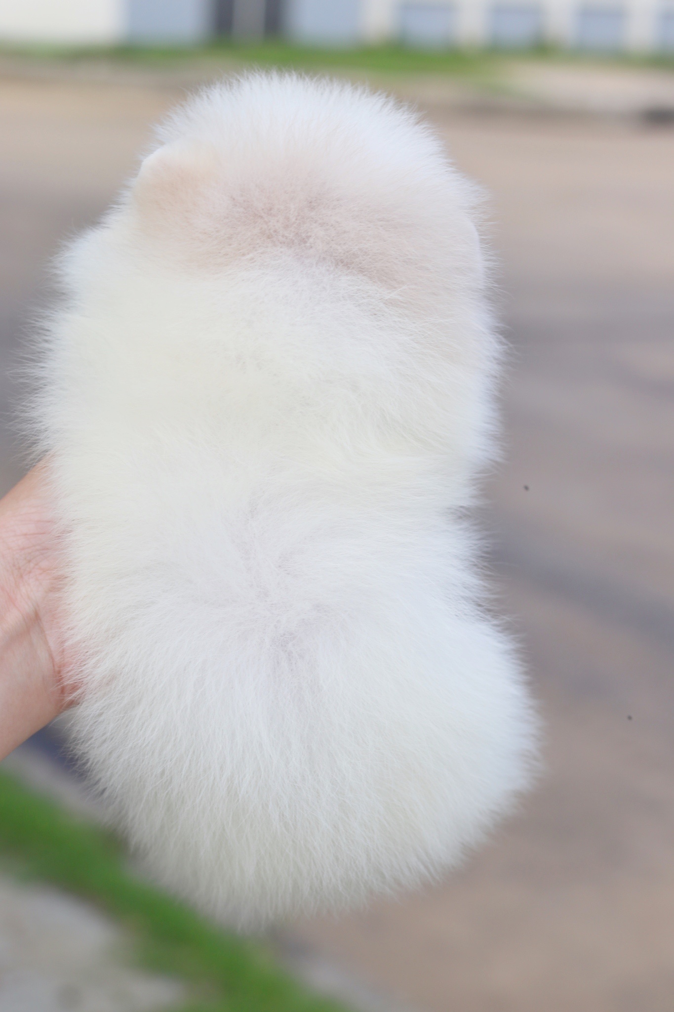 ปอมเมอเรเนียน เพศเมียสีขาวครีมเกรดโชว์พร้อมใบเพ็ด